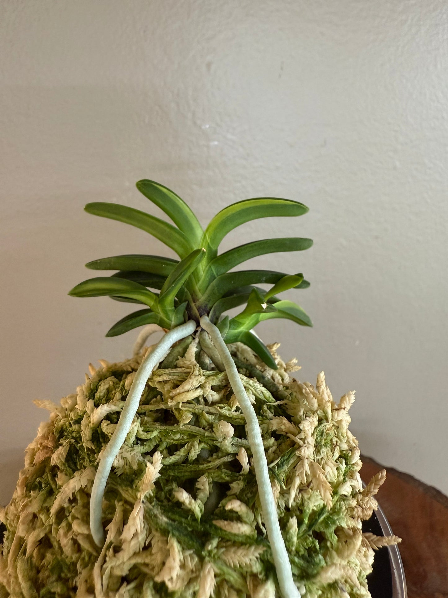 Neofinetia falcata Tsushima nishiki (Tsushima Ryokuho shima) 對馬錦