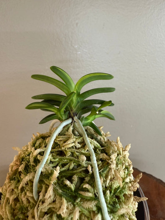 Neofinetia falcata Tsushima nishiki (Tsushima Ryokuho shima) 對馬錦
