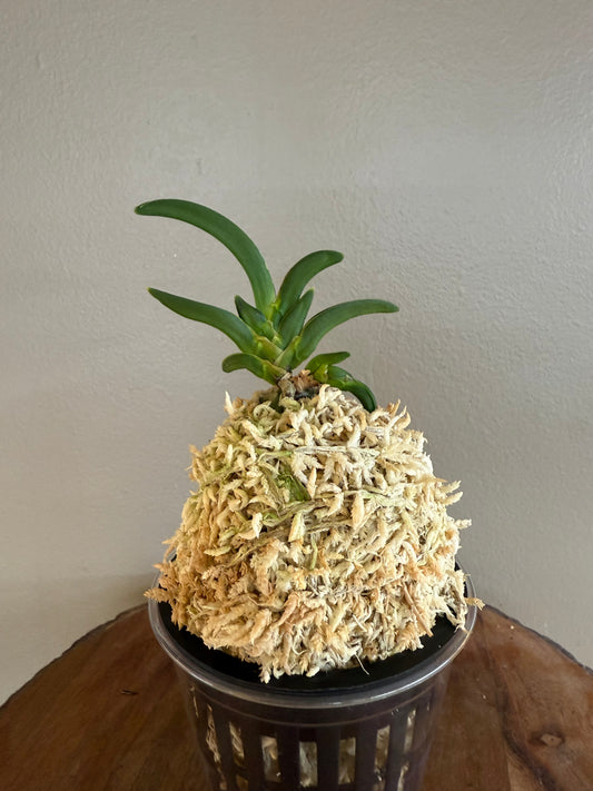Neofinetia falcata Himiko 卑弥呼