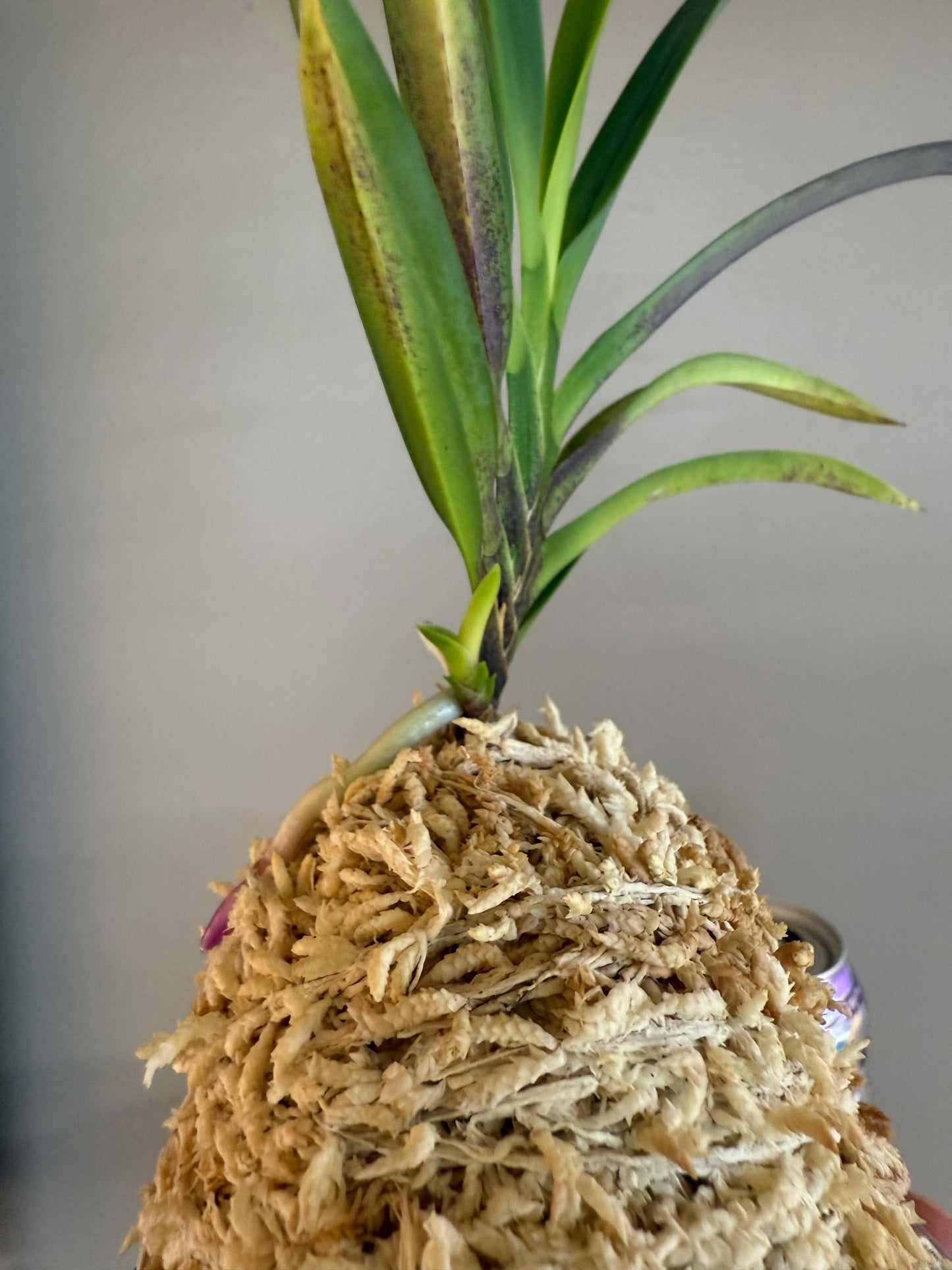 Neofinetia falcata Honggibo (Koukitakara) 紅奇寶