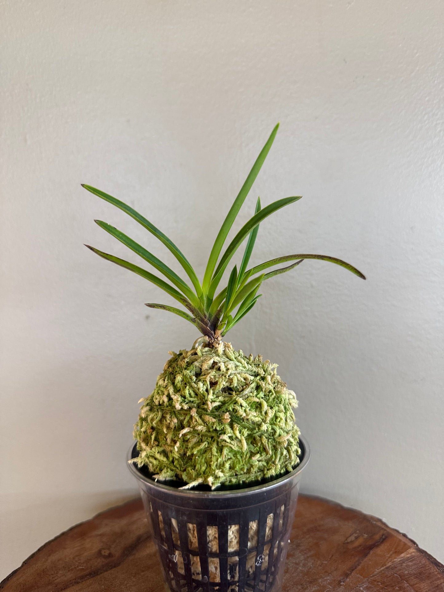 Neofinetia falcata Shunkyuden 春及殿