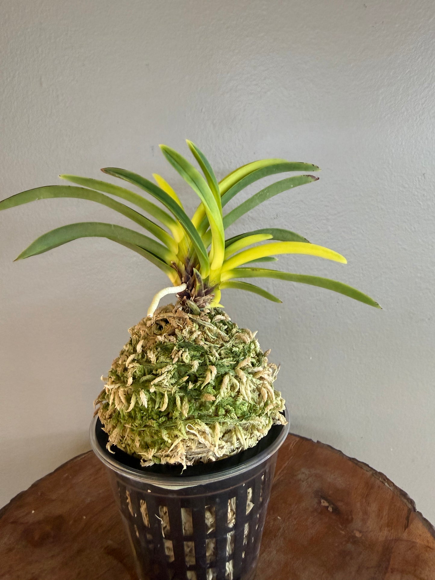 Neofinetia falcata Izumibotan 泉牡丹