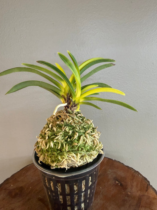 Neofinetia falcata Izumibotan 泉牡丹