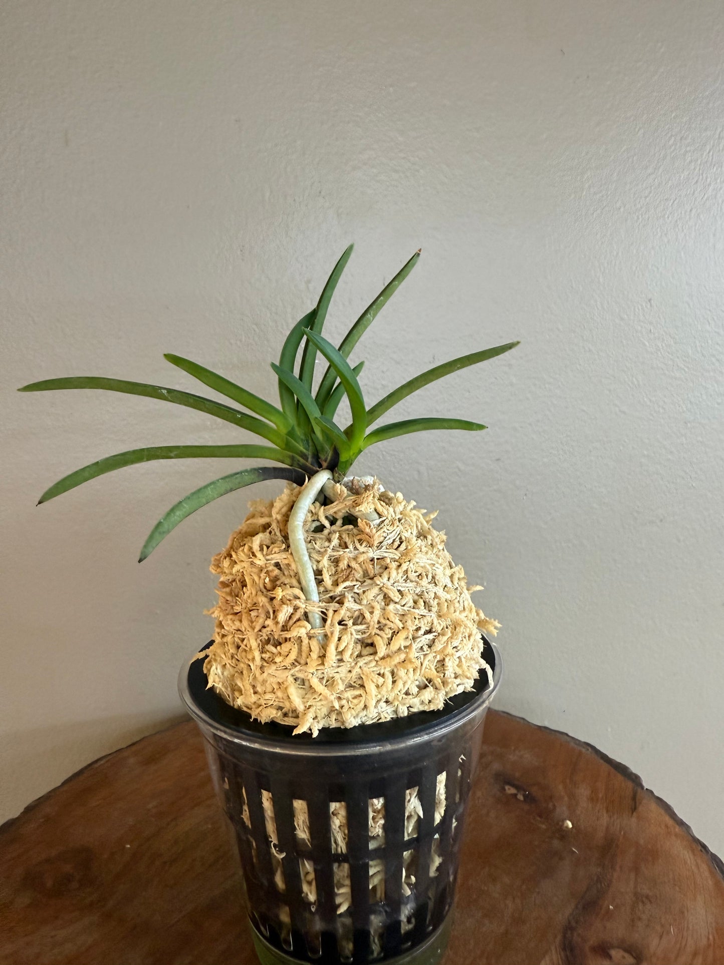 Neofinetia falcata Mangekyo 万華境