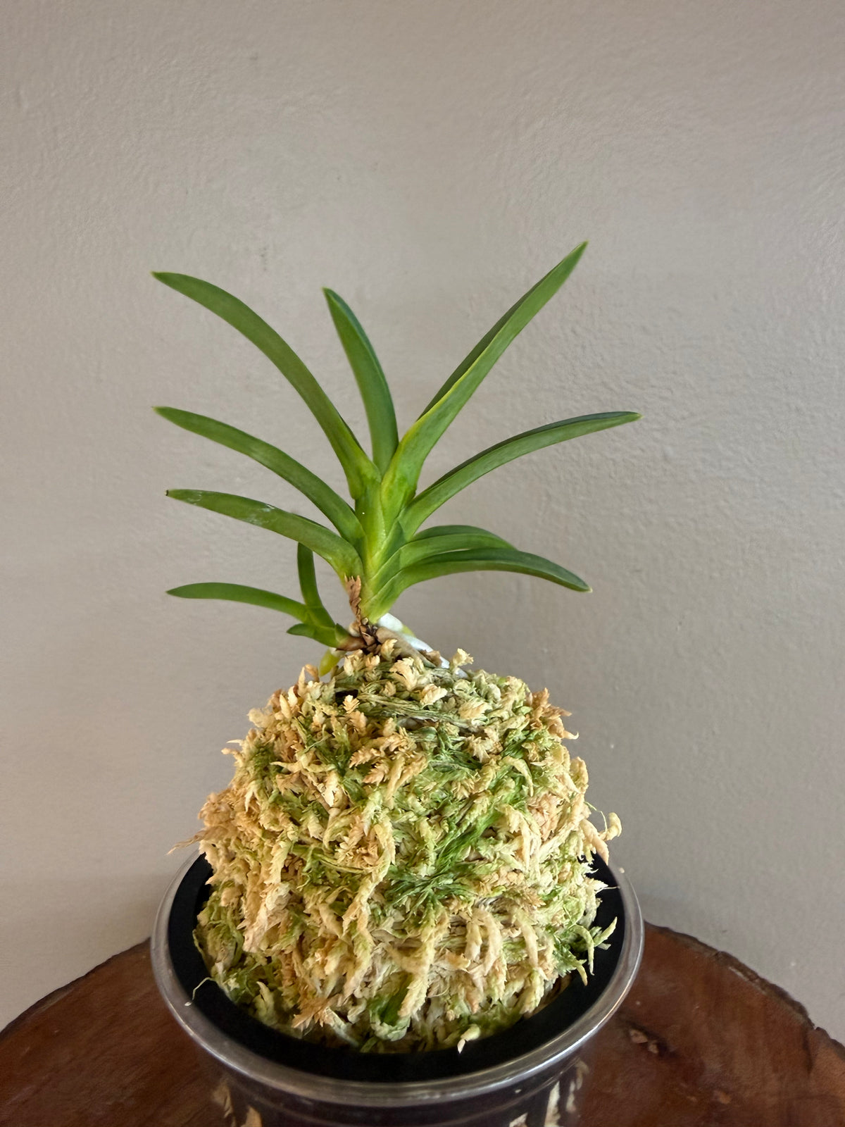 Neofinetia falcata Ushiwakamaru 牛若丸