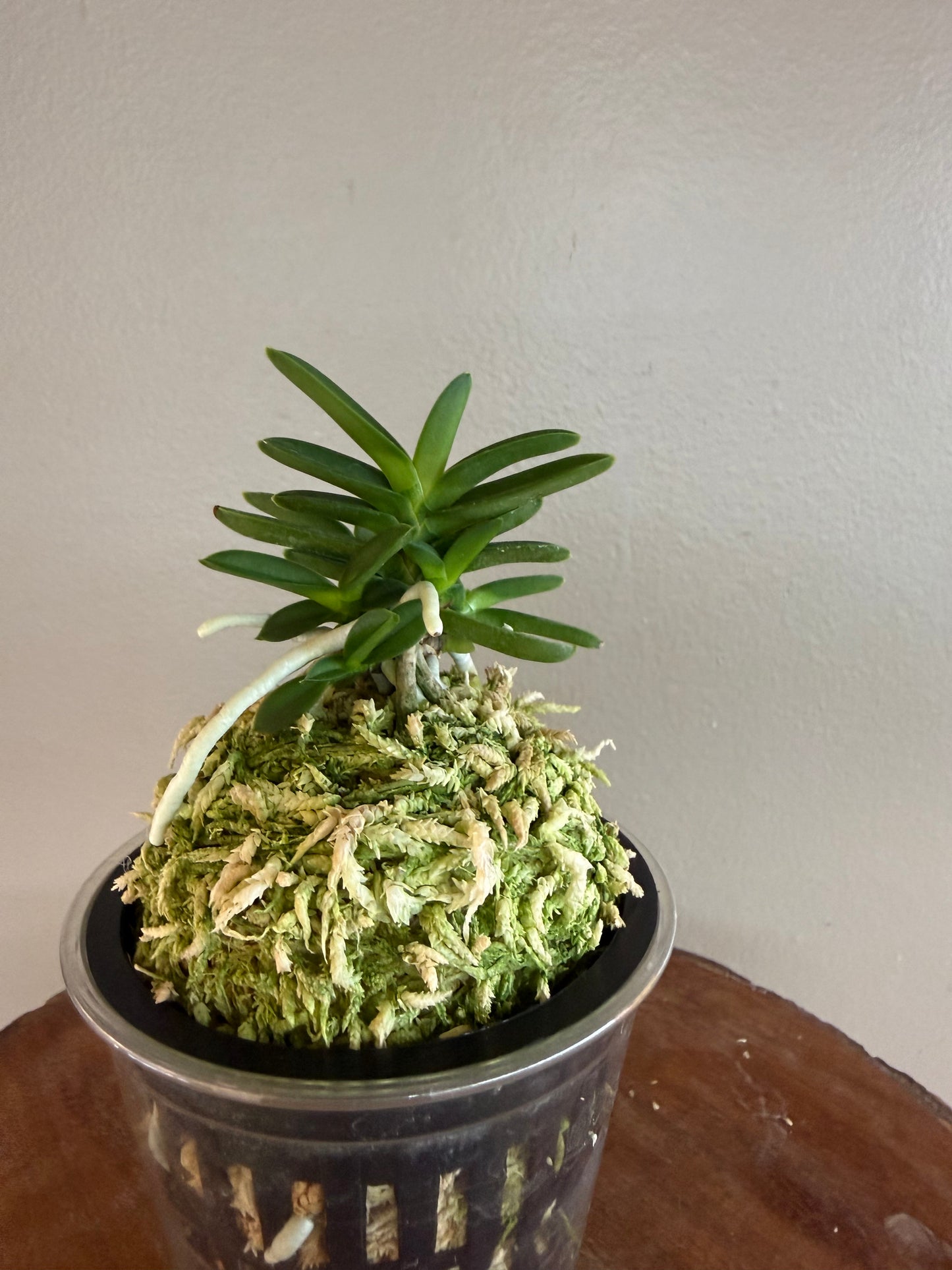 Neofinetia falcata Kirinmaru 麒麟丸