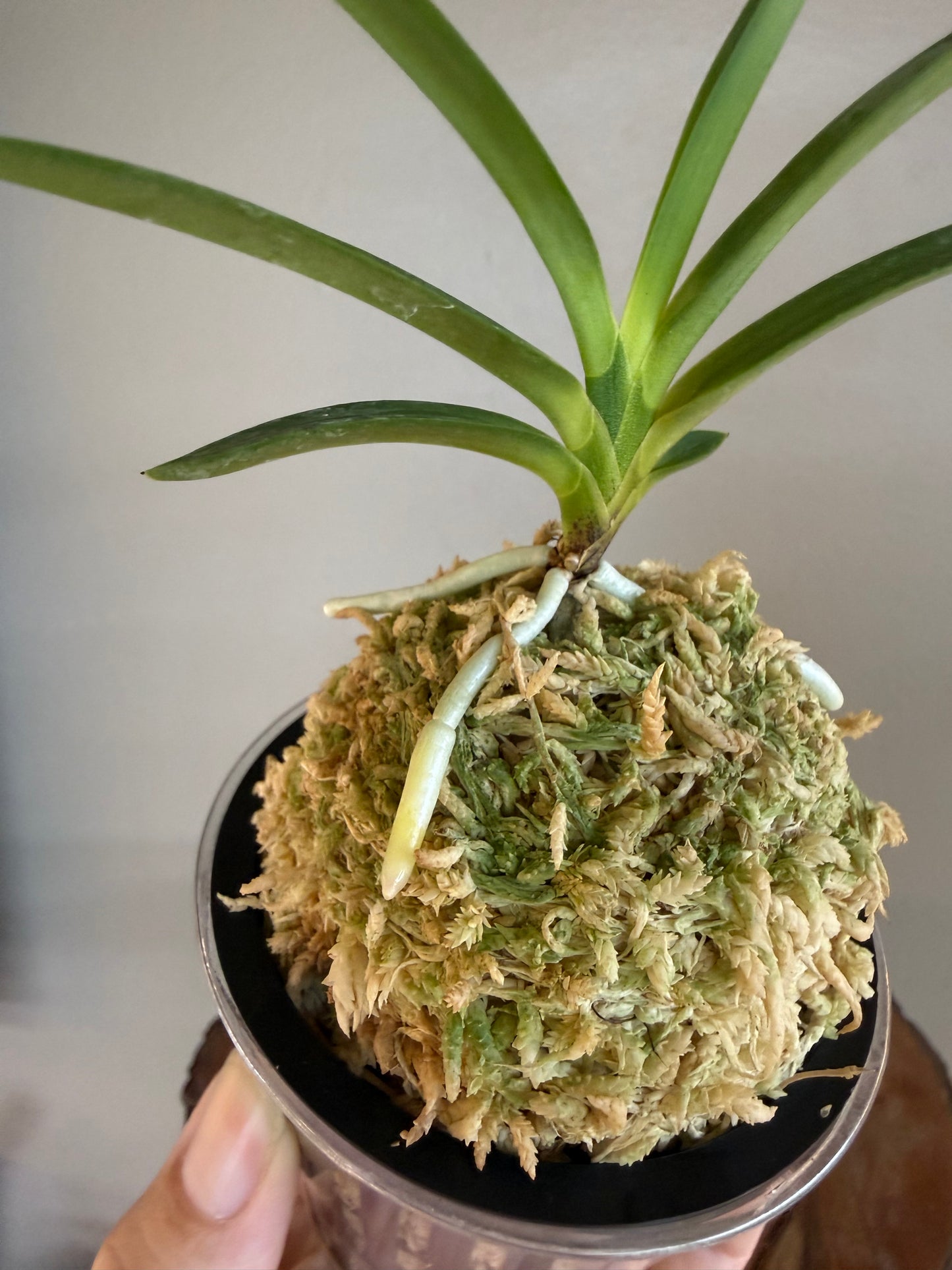 Neofinetia falcata Hakutenko 白天晃