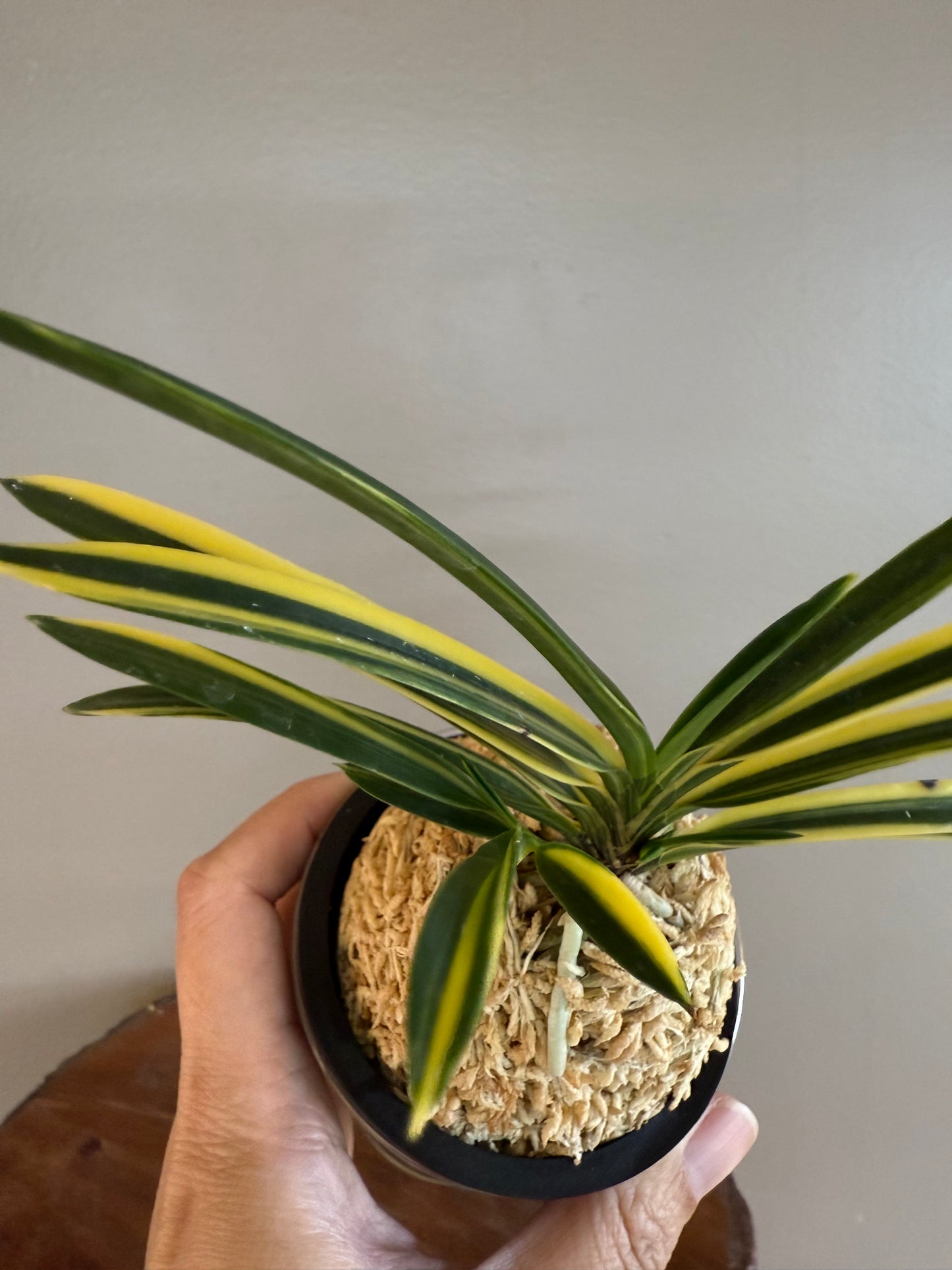 Neofinetia falcata Rain no Hikari 羅因之光
