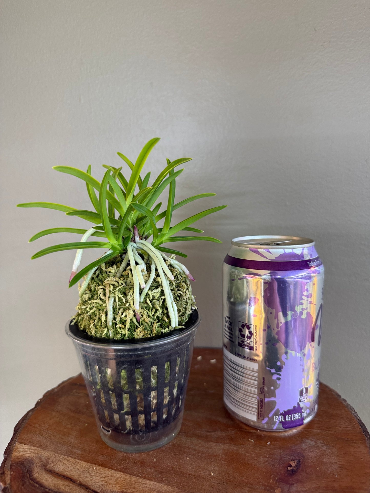 Neofinetia falcata Kinroukaku 金樓閣