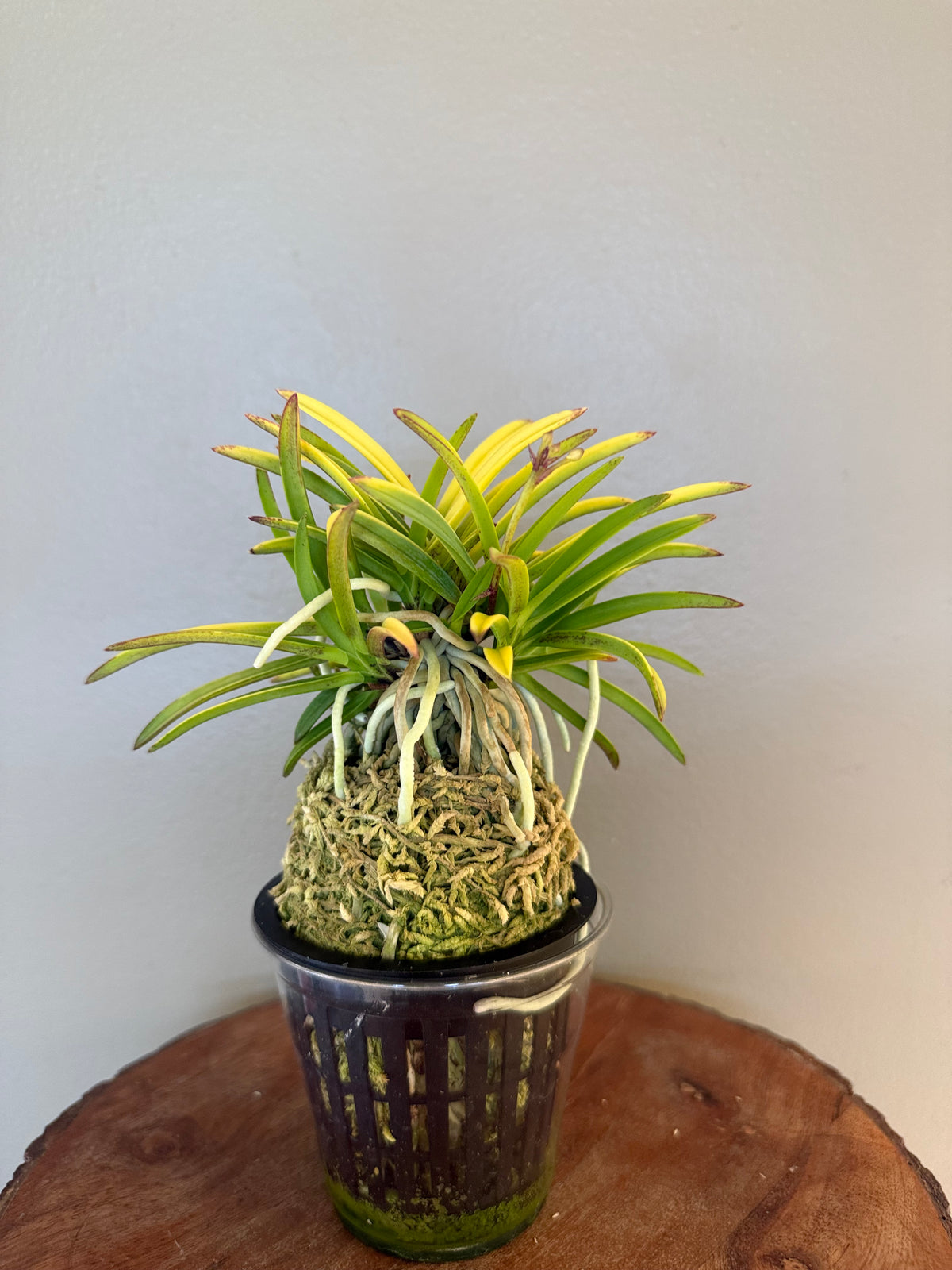 Neofinetia falcata Kinroukaku 金樓閣