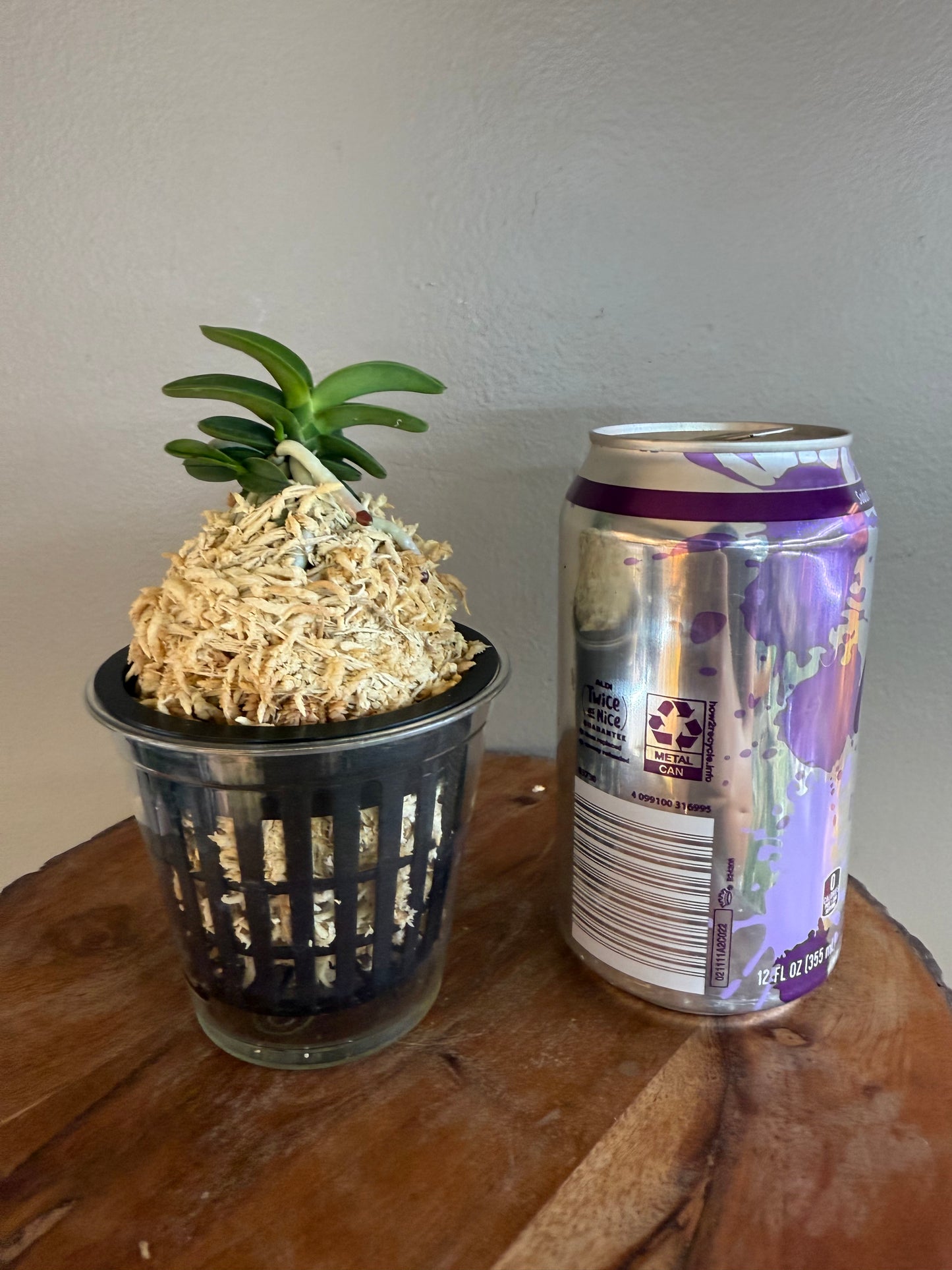 Neofinetia falcata Janggun 將軍