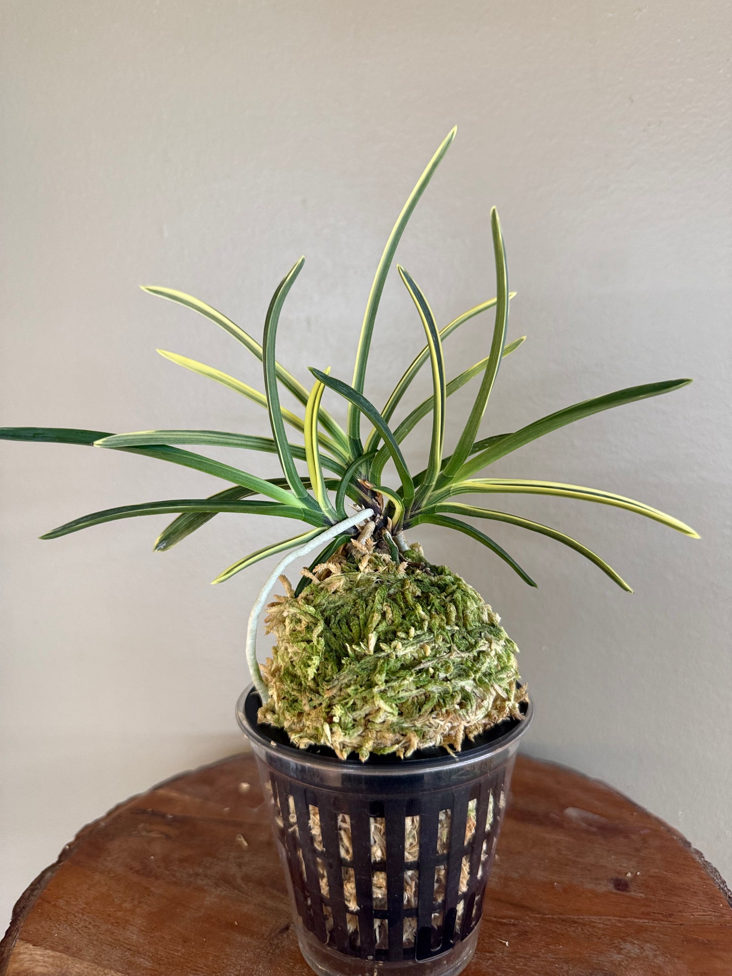 Neofinetia falcata Nishidemiyako 西出都