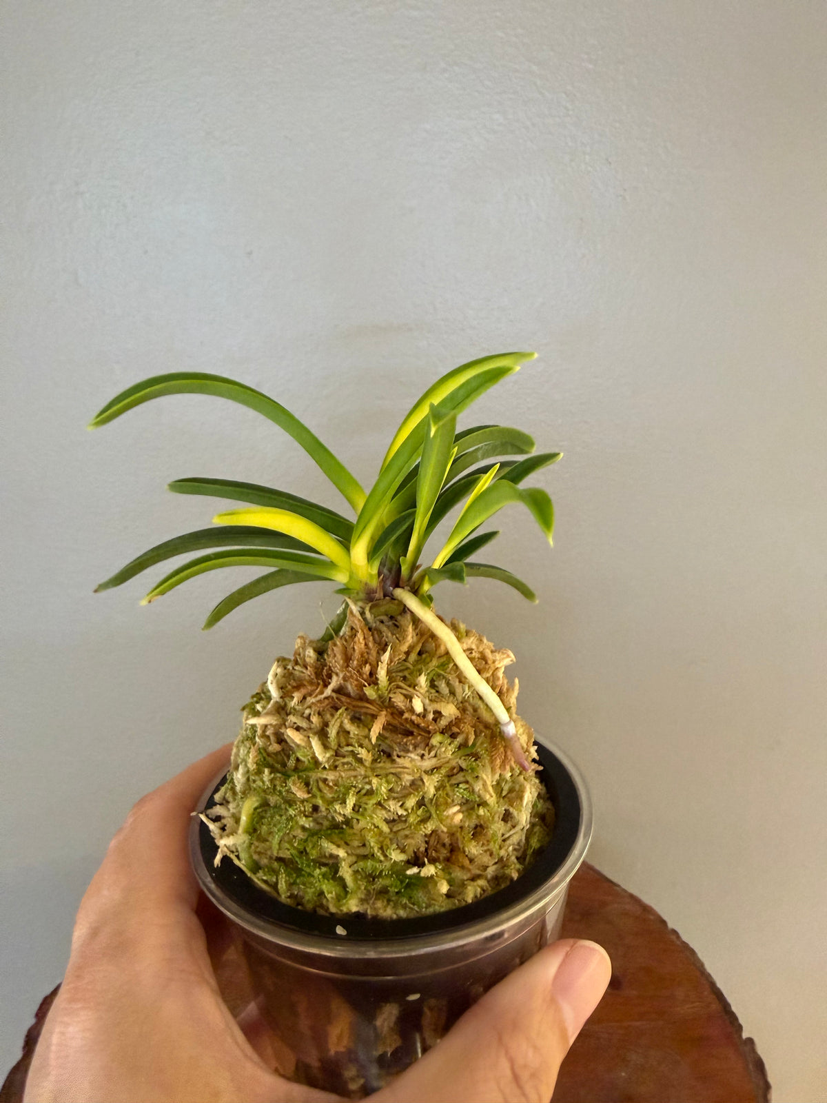Neofinetia falcata Izumibotan 泉牡丹