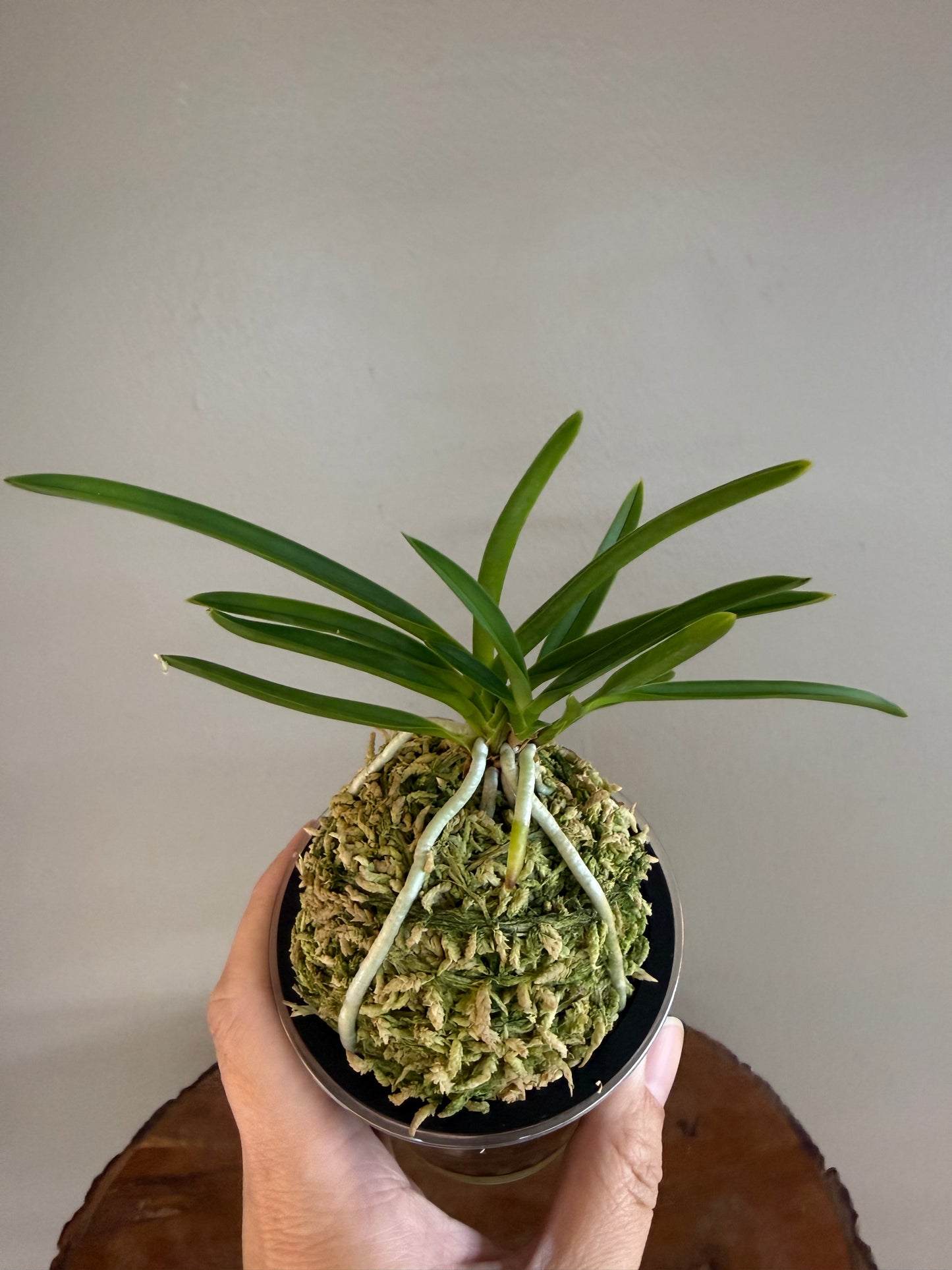 Neofinetia falcata Komachimusume 小町娘