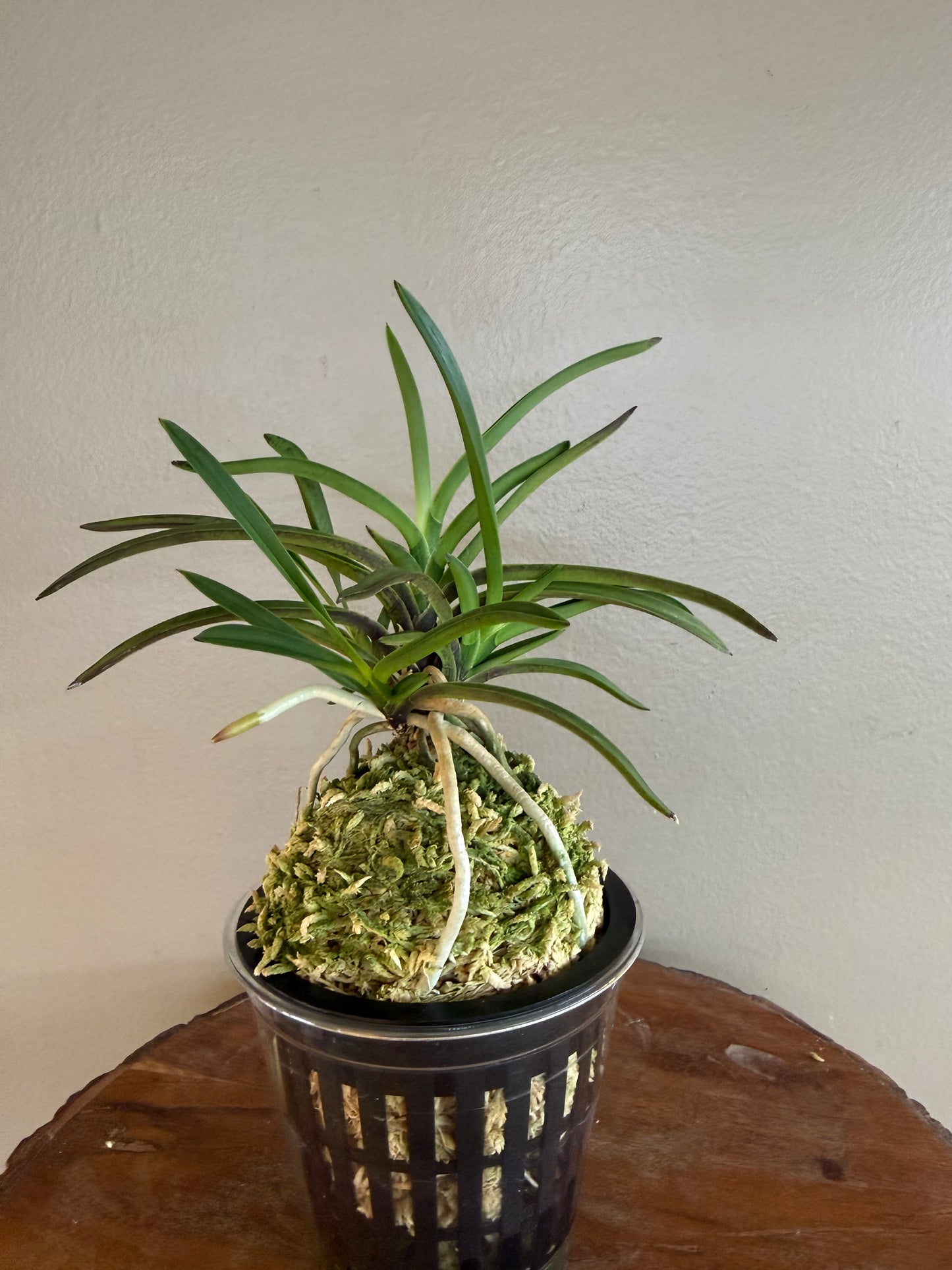Neofinetia falcata Manjushage 曼珠沙華