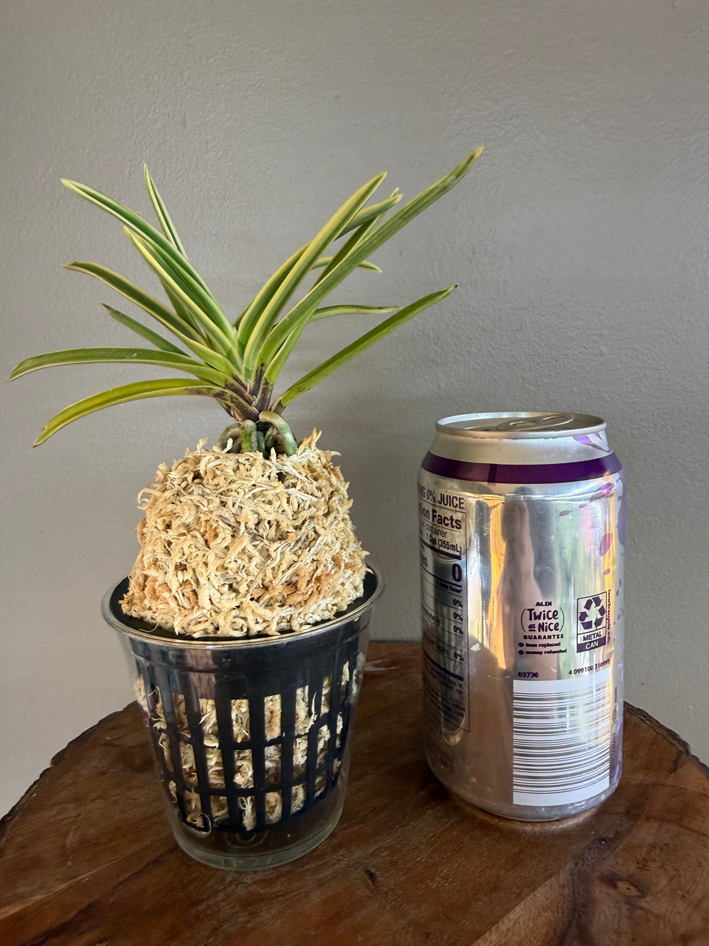 Neofinetia falcata Gojo Fukurin 御城覆輪