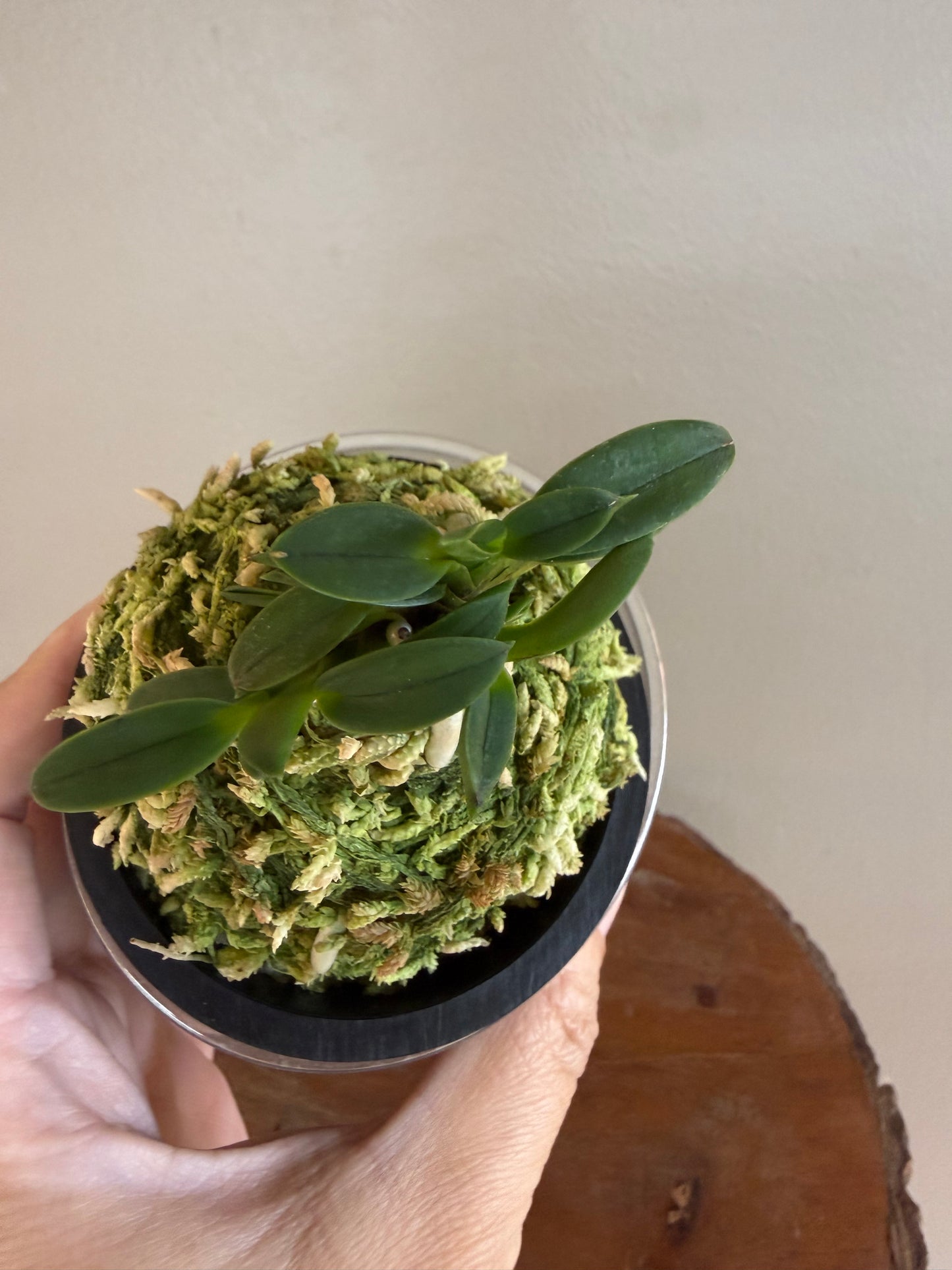 Neofinetia falcata Mame Suzumushi 豆鈴虫