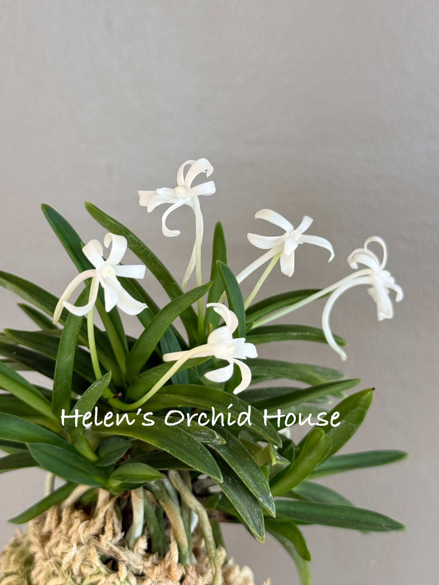 Neofinetia falcata Suisei 彗星