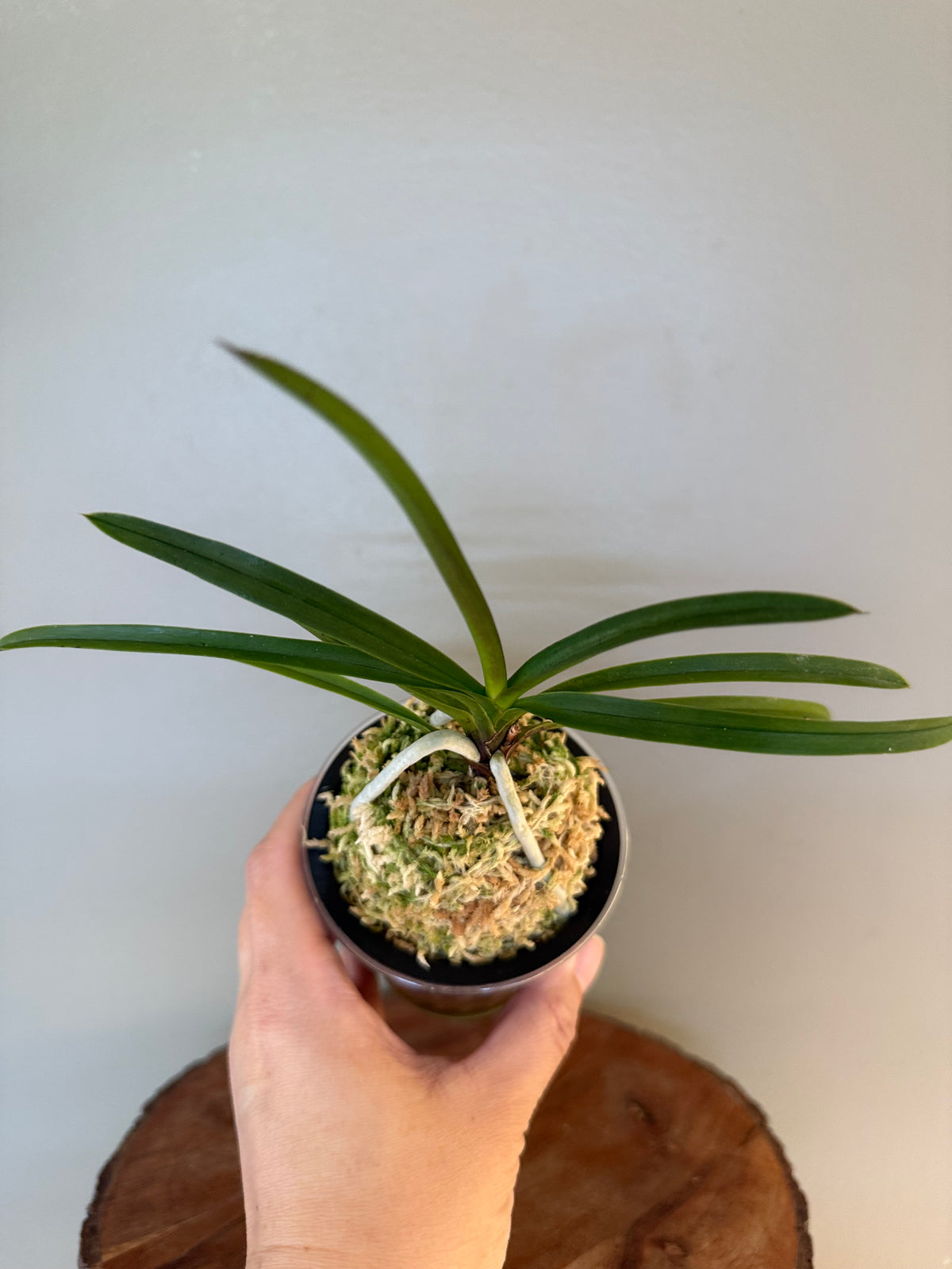 Neofinetia falcata Jahongseon (3spur)紫紅仙