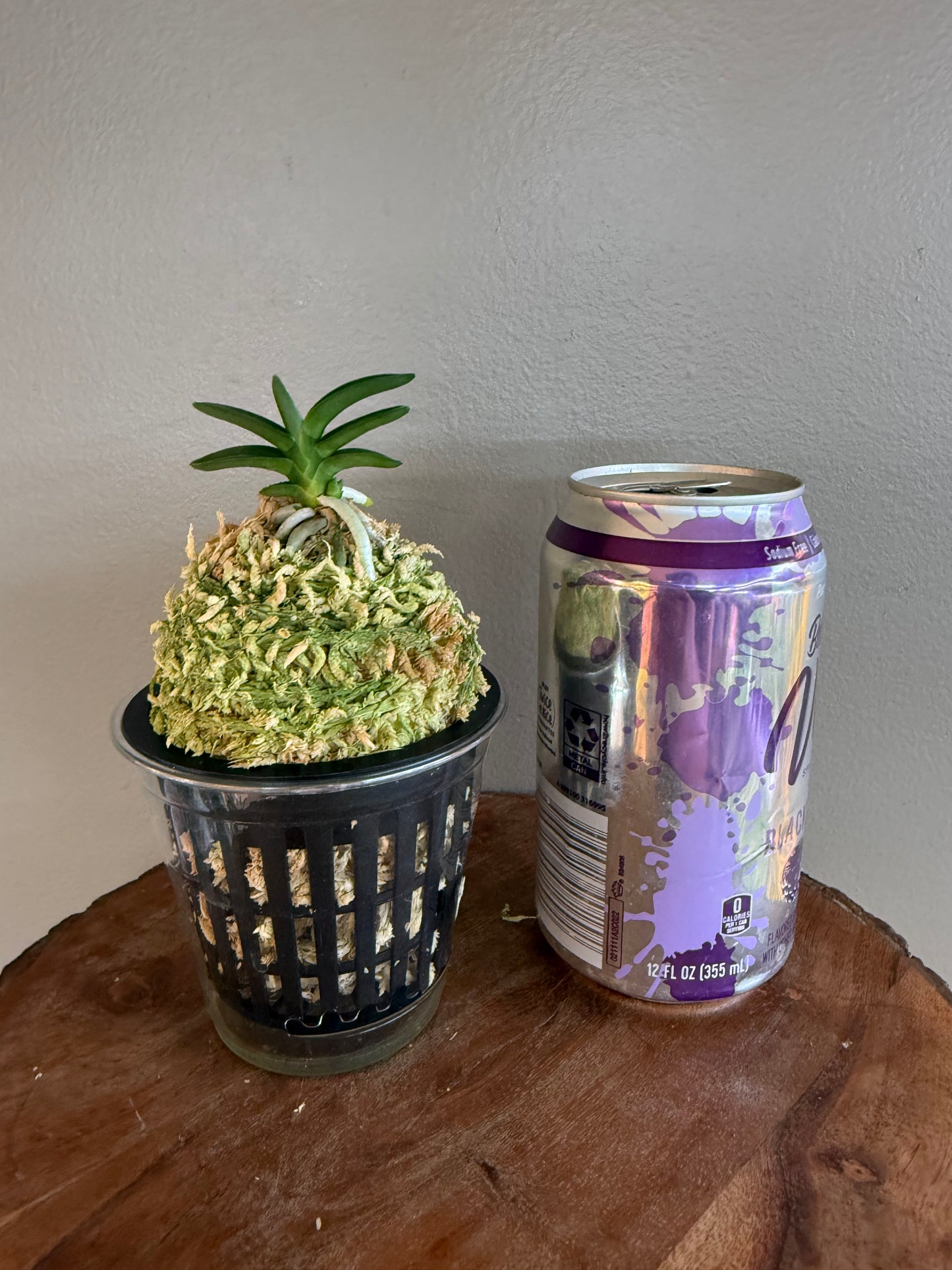 Neofinetia falcata Chwiwol 翠月