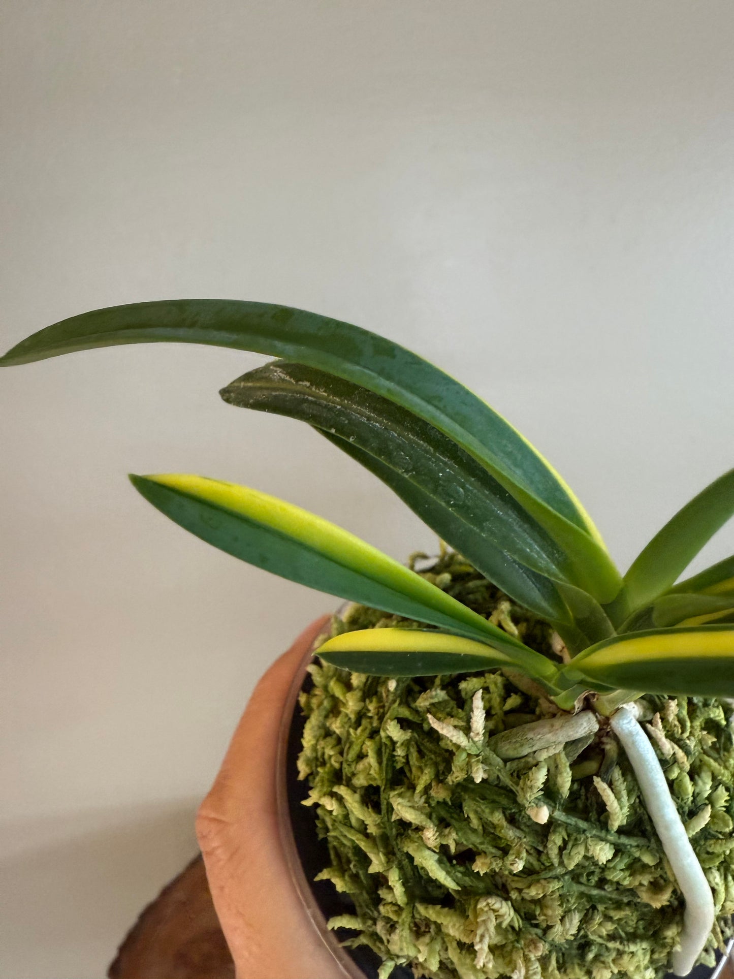 Neofinetia falcata Yokihime 楊貴姫
