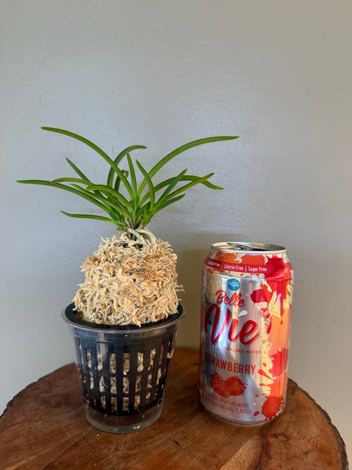 Neofinetia falcata Samwonhong 三元紅