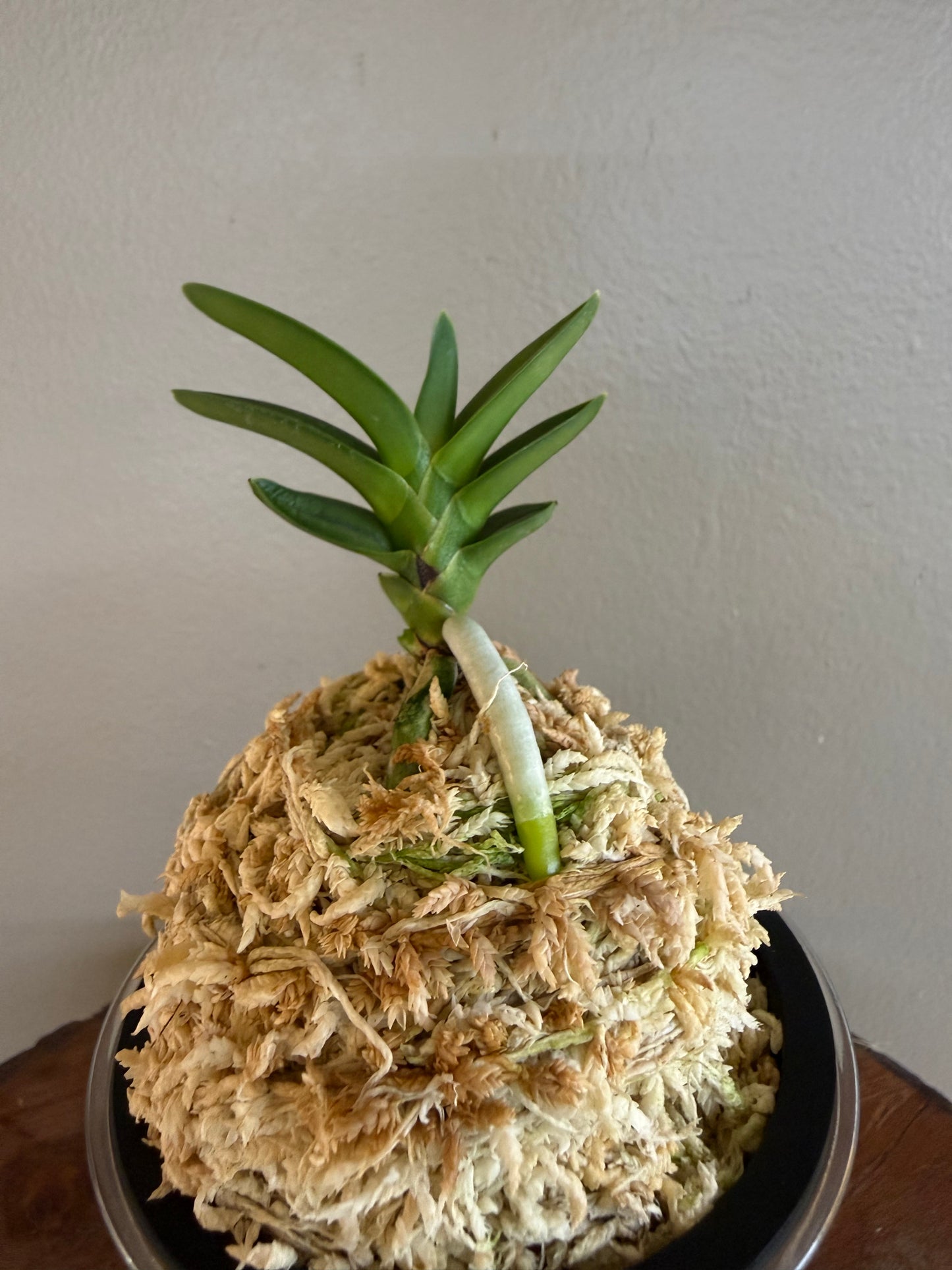 Neofinetia falcata Suisen 翠扇