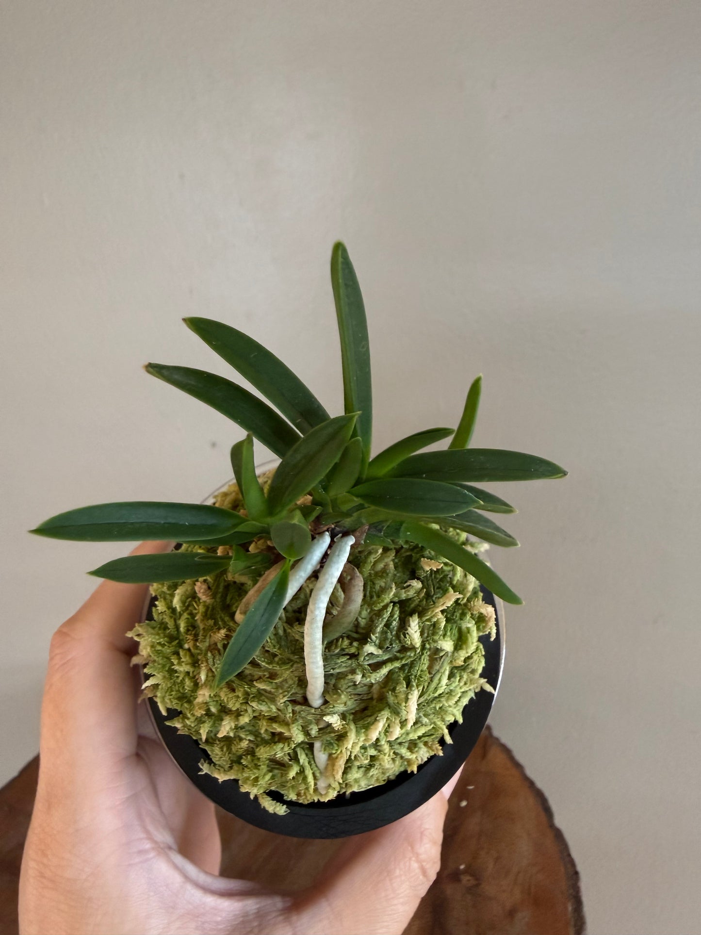Neofinetia falcata Raizan 雷山