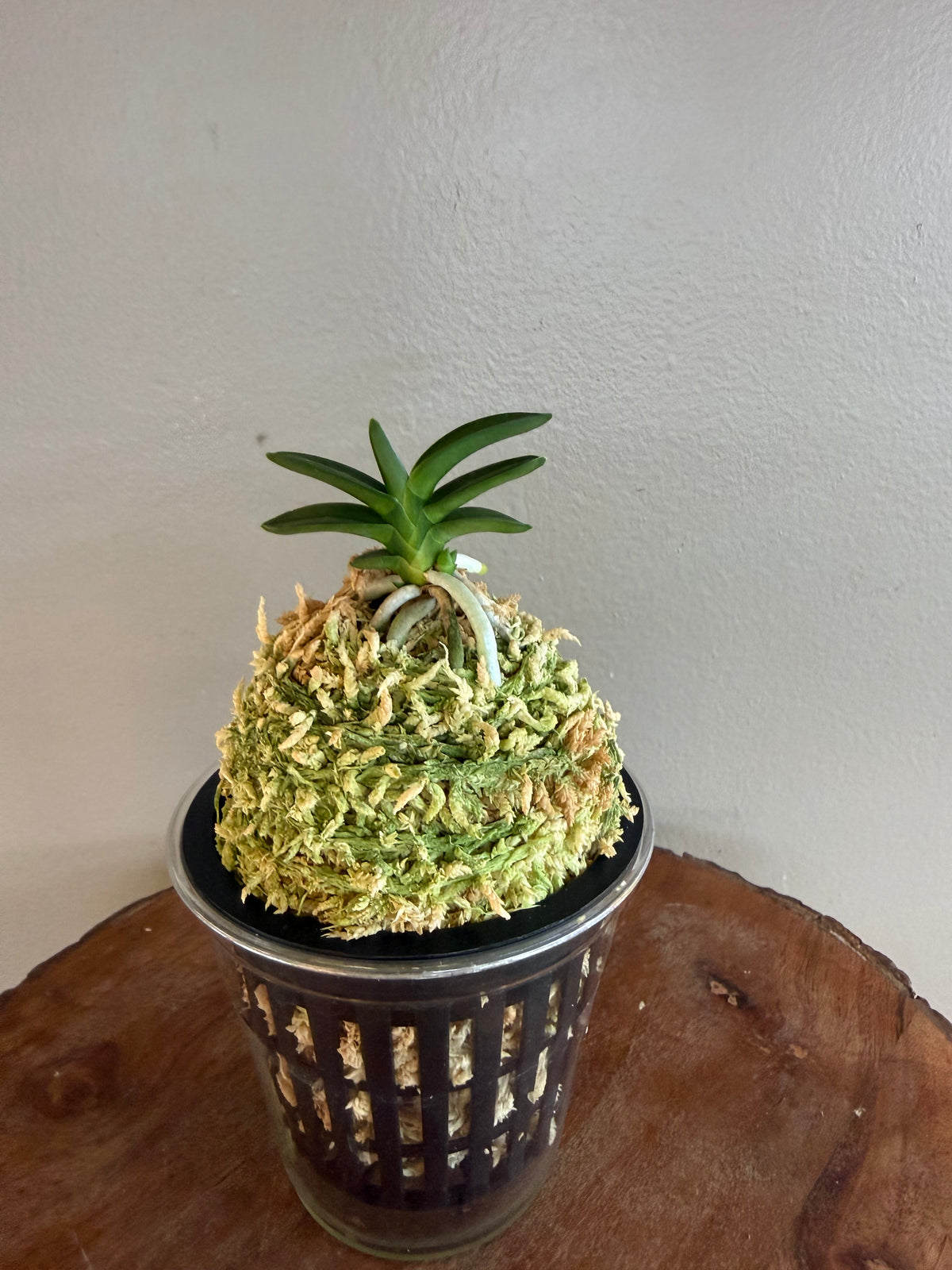 Neofinetia falcata Chwiwol 翠月