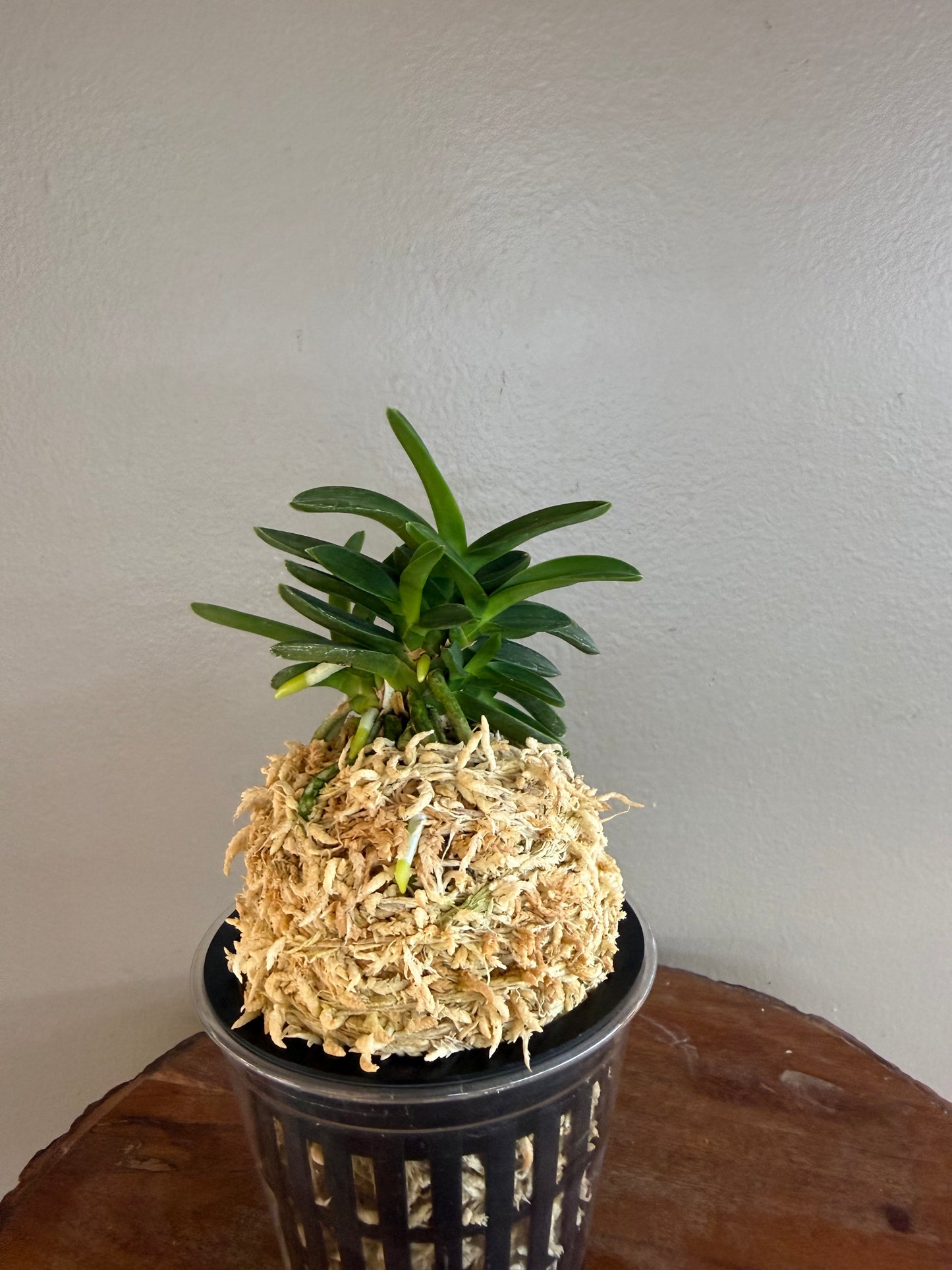 Neofinetia falcata Kabutomaru兜丸