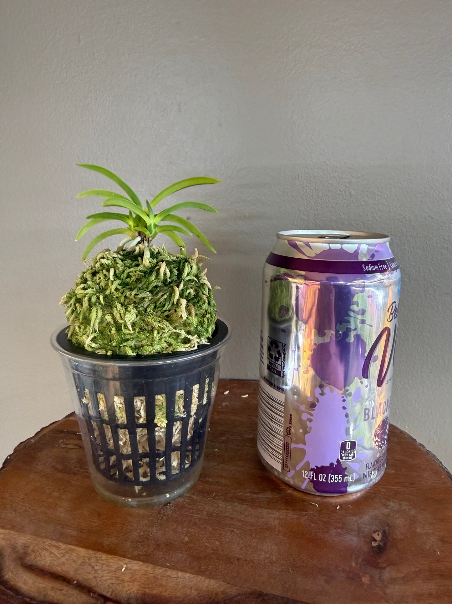 Neofinetia falcata Jomon no Hikari 縄文の光
