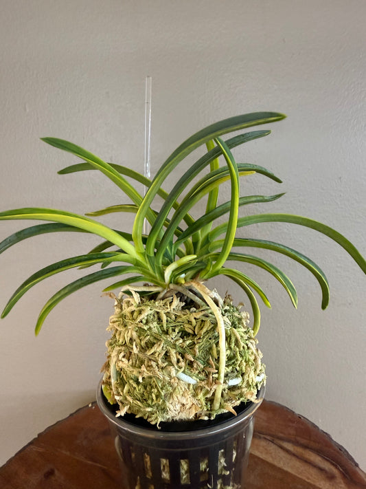 Neofinetia falcata Ayasansai 綾三彩