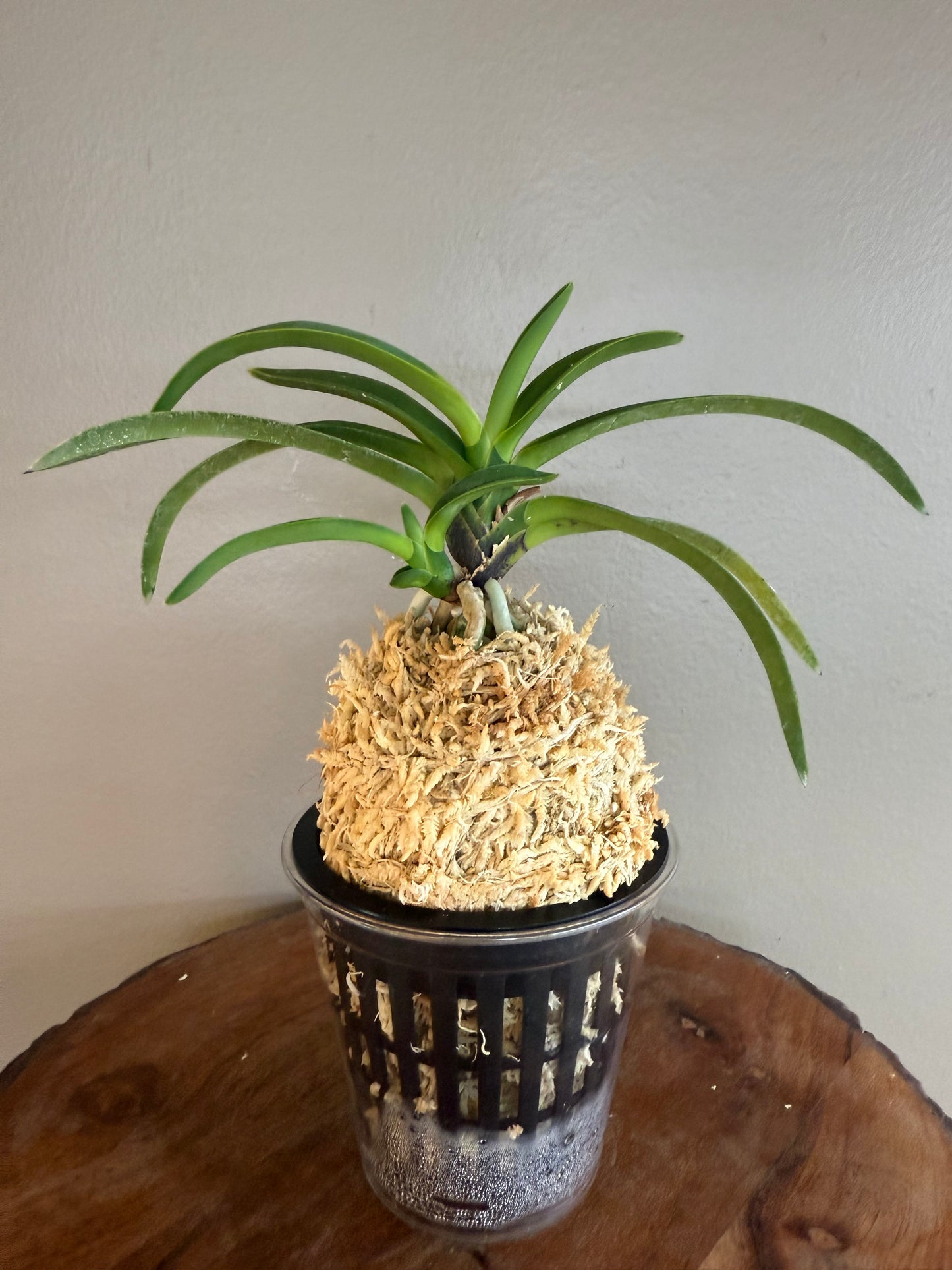 Neofinetia falcata Yamafubuki 山吹雪