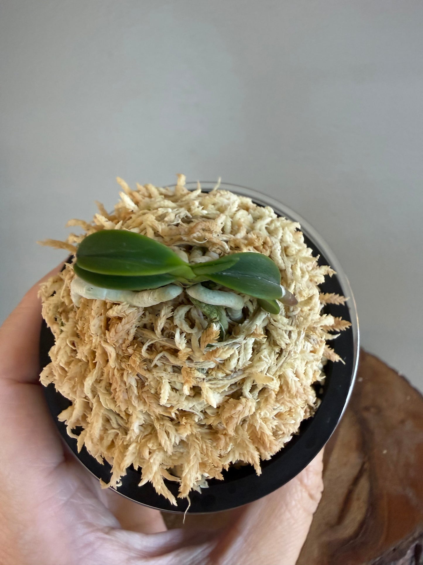 Neofinetia falcata Seikai 青海