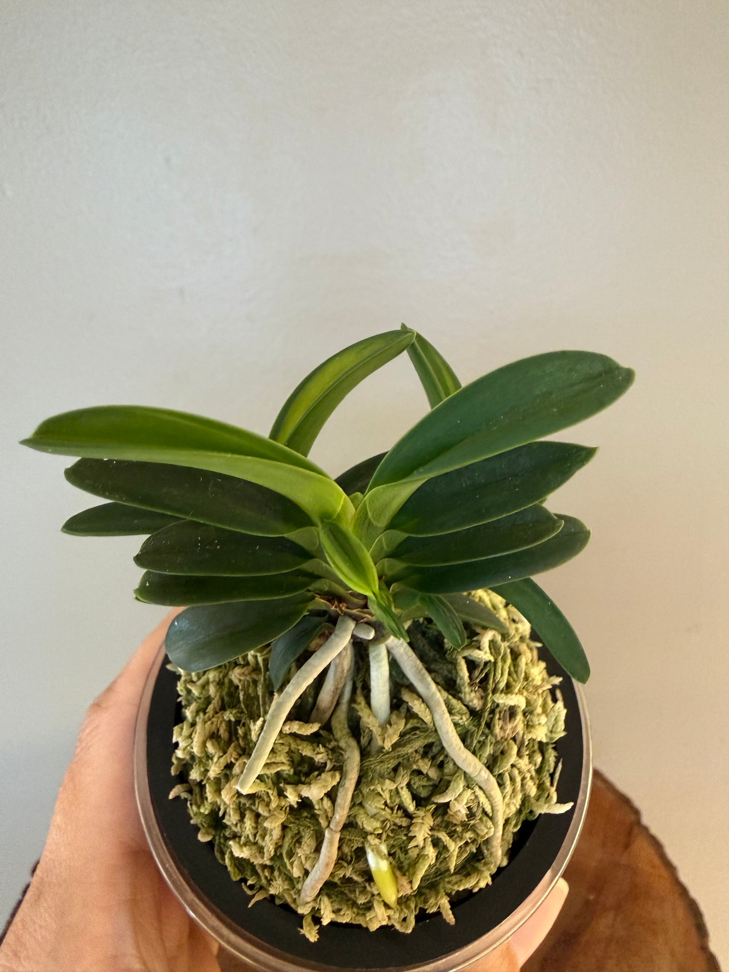 Neofinetia falcata Tsushima nishiki (Tsushima Ryokuho shima) 對馬錦