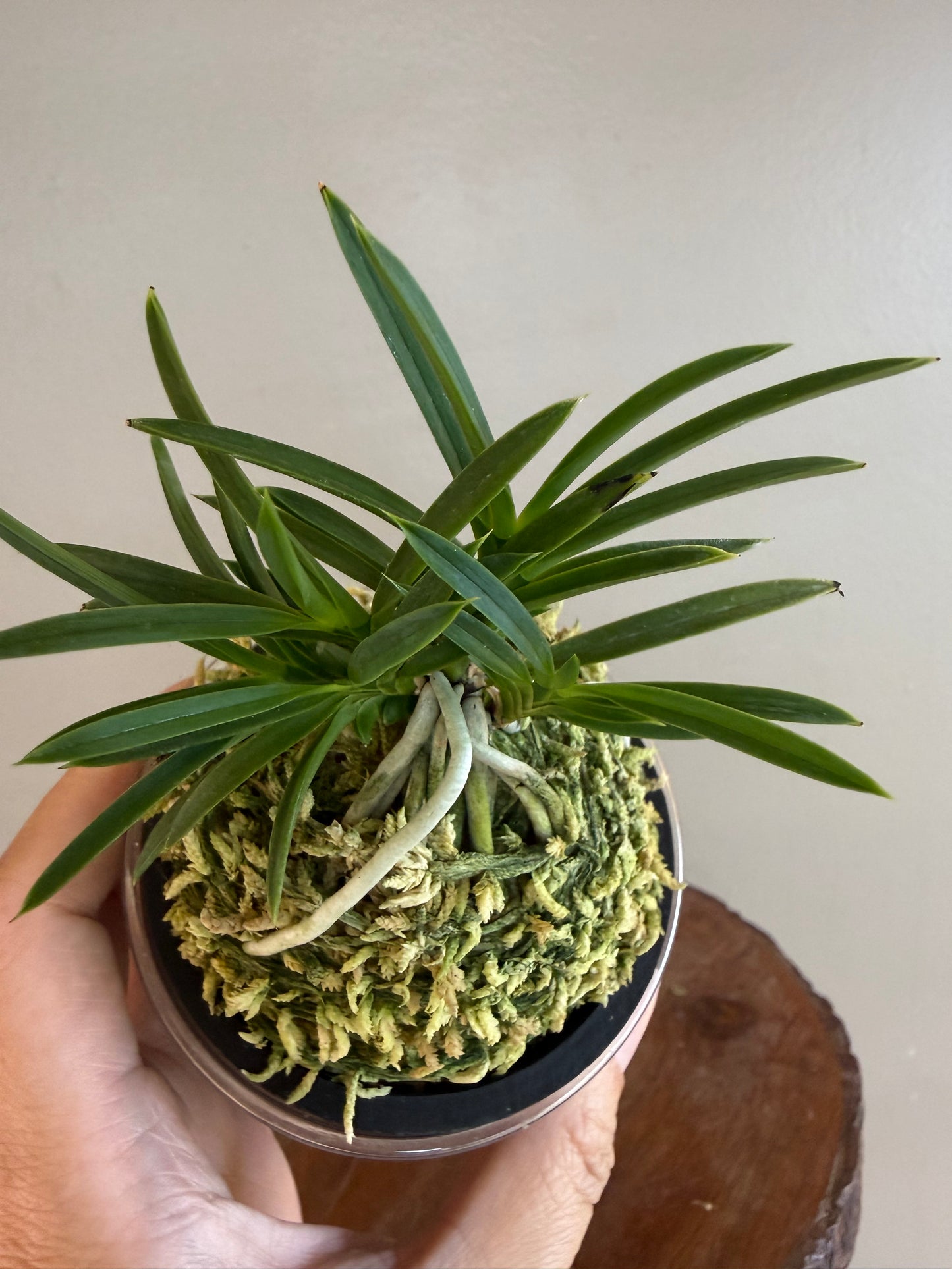 Neofinetia falcata Aojiku Yoroidoshi 青軸鎧通