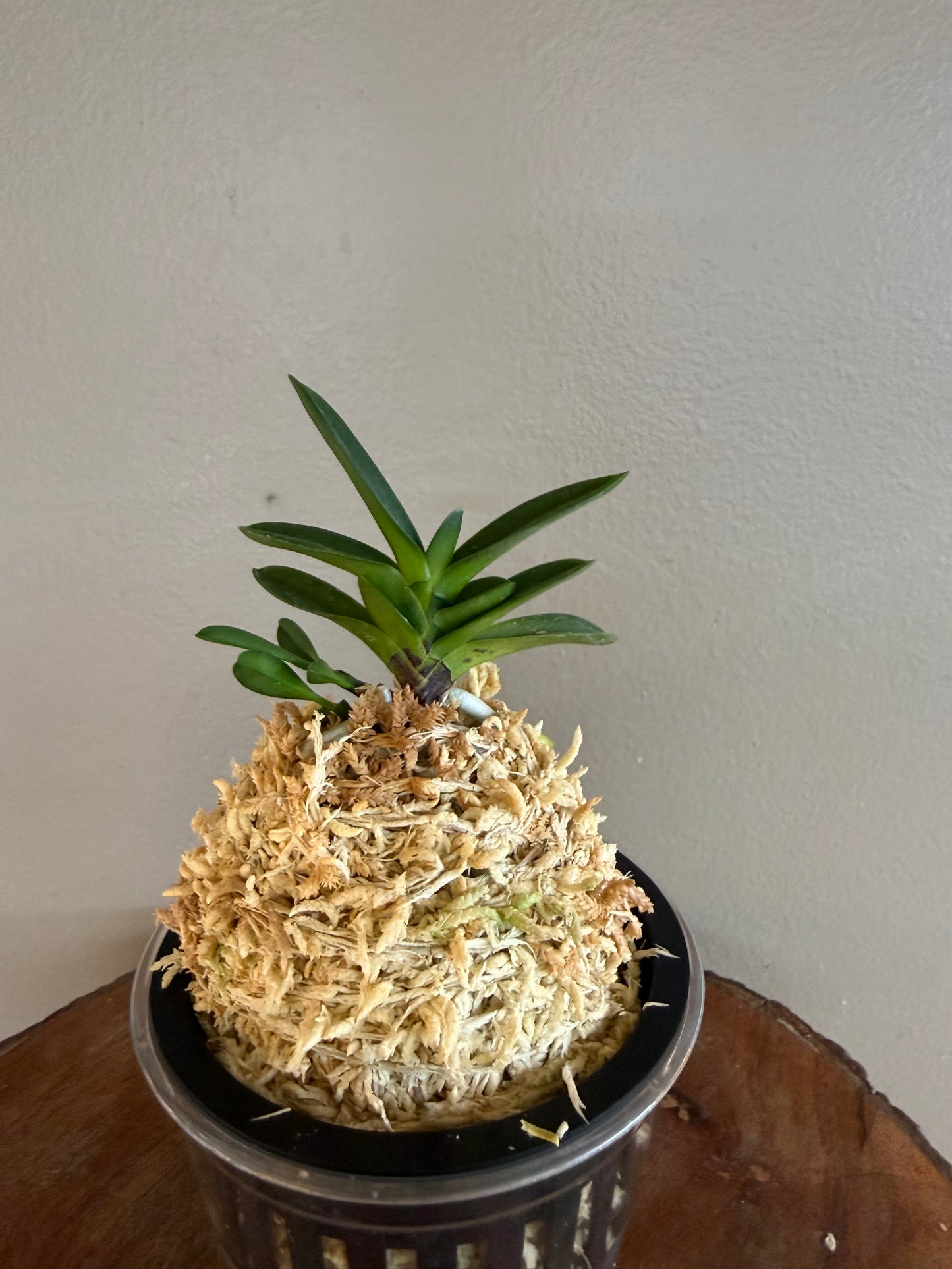 Neofinetia falcata Tamakongo 玉金剛