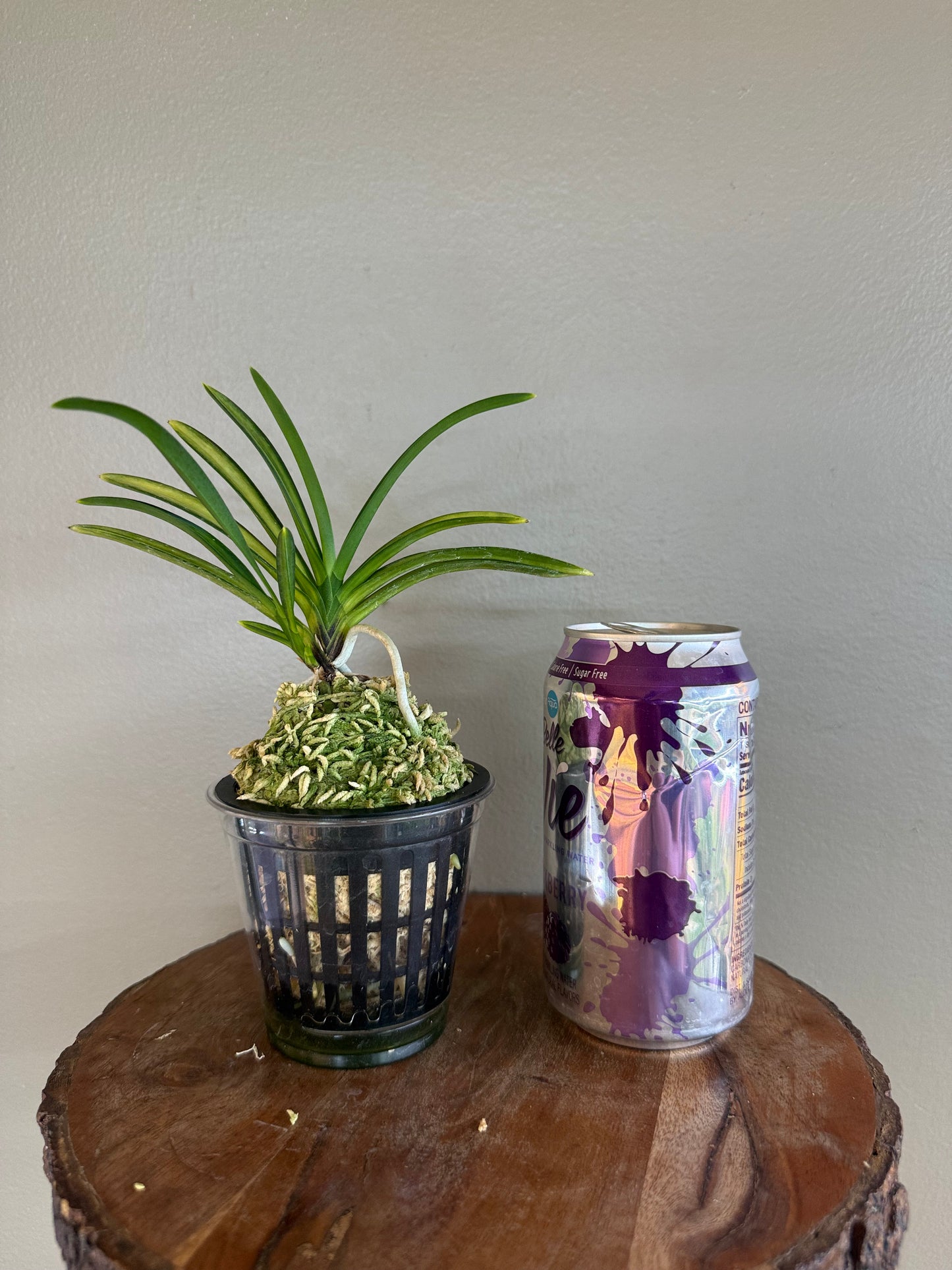Neofinetia falcata Akebono 曙