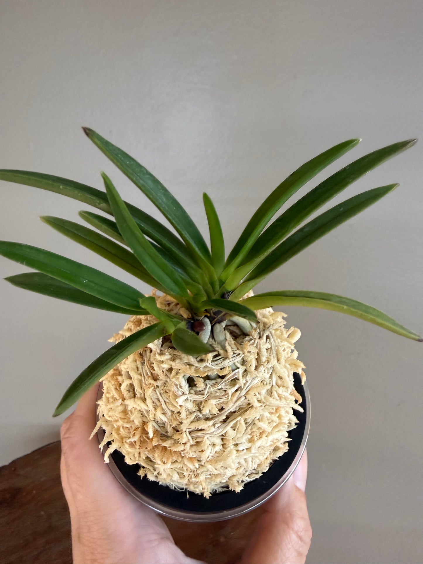 Neofinetia falcata Raizan 雷山