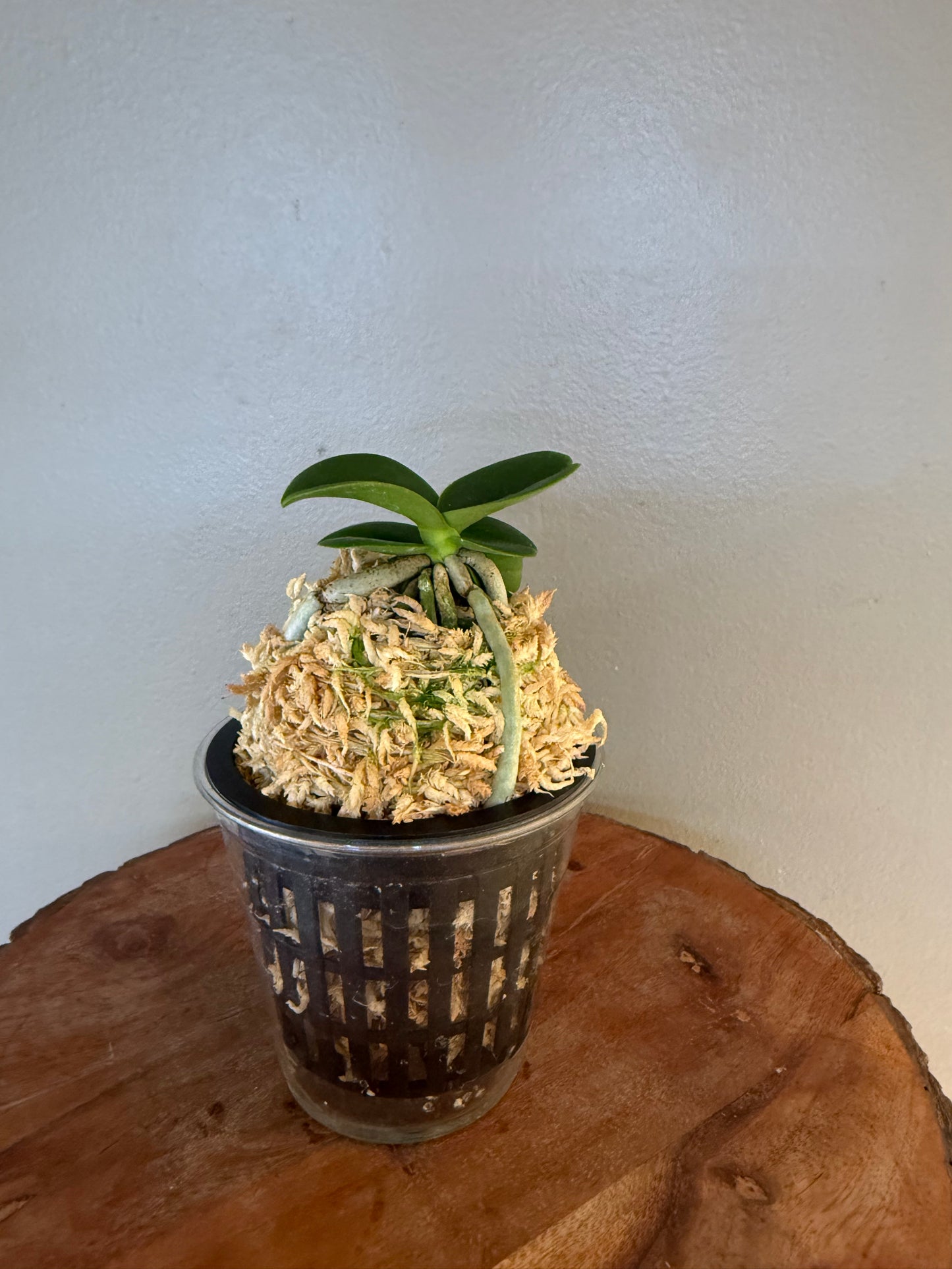 Sedirea japonica Minmaru 明丸