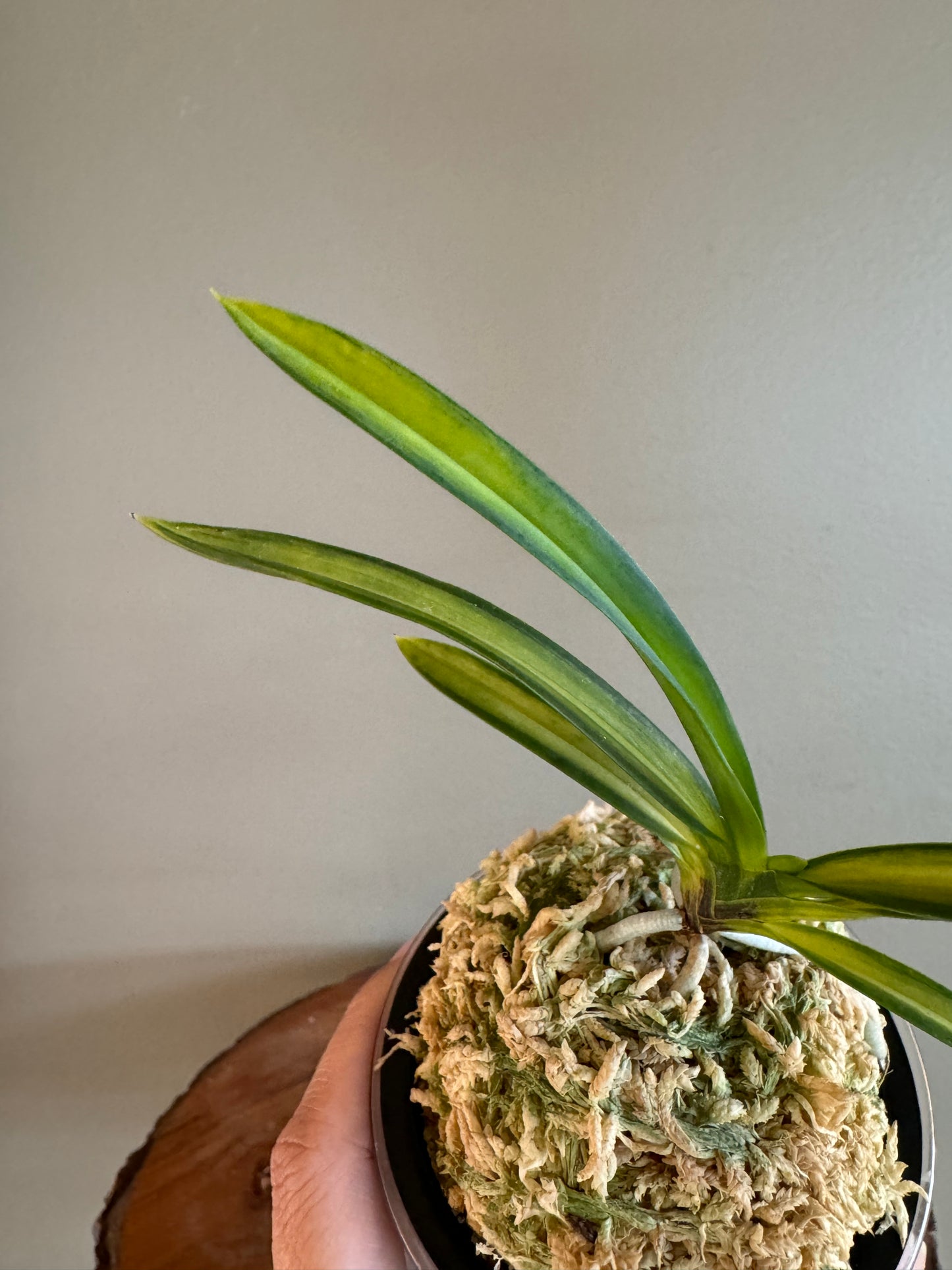 Neofinetia falcata Akebono 曙