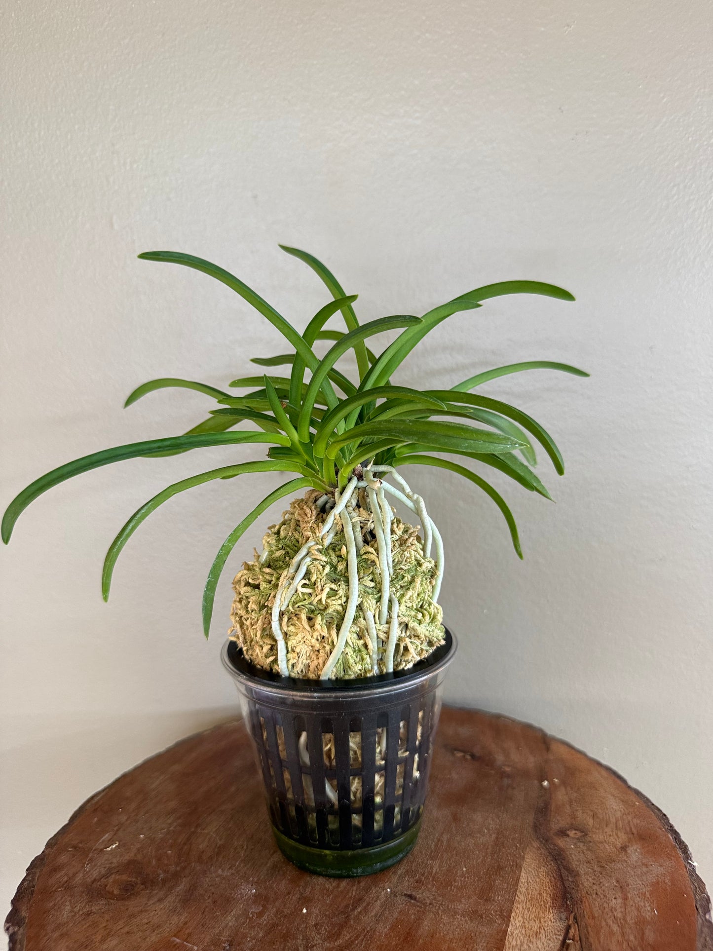 Neofinetia falcata Jangjahong 長紫紅