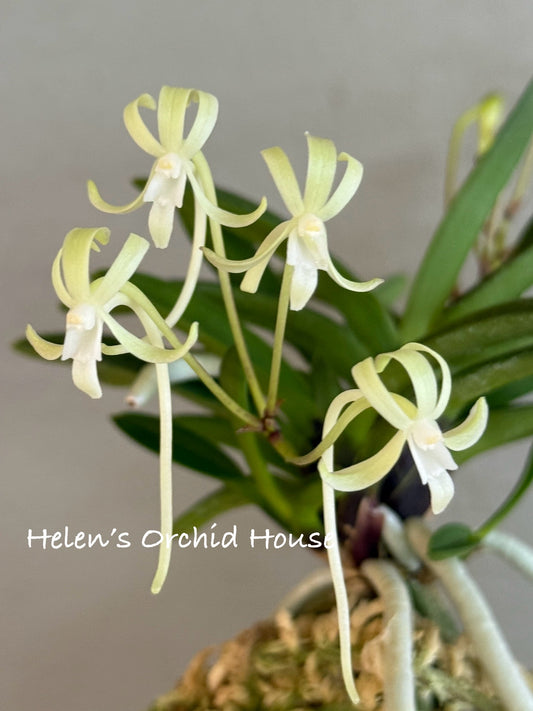 Neofinetia falcata Yusui 幽翠
