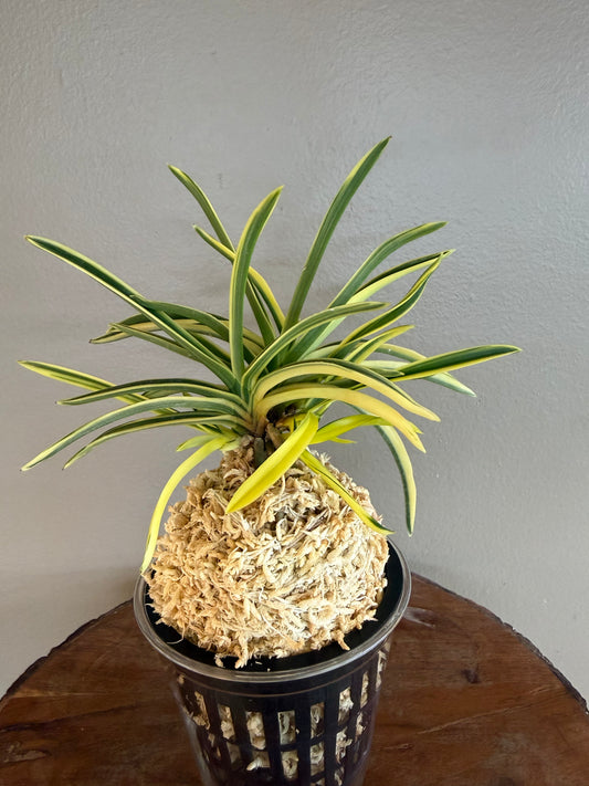 Neofinetia falcata shishinden 紫宸殿