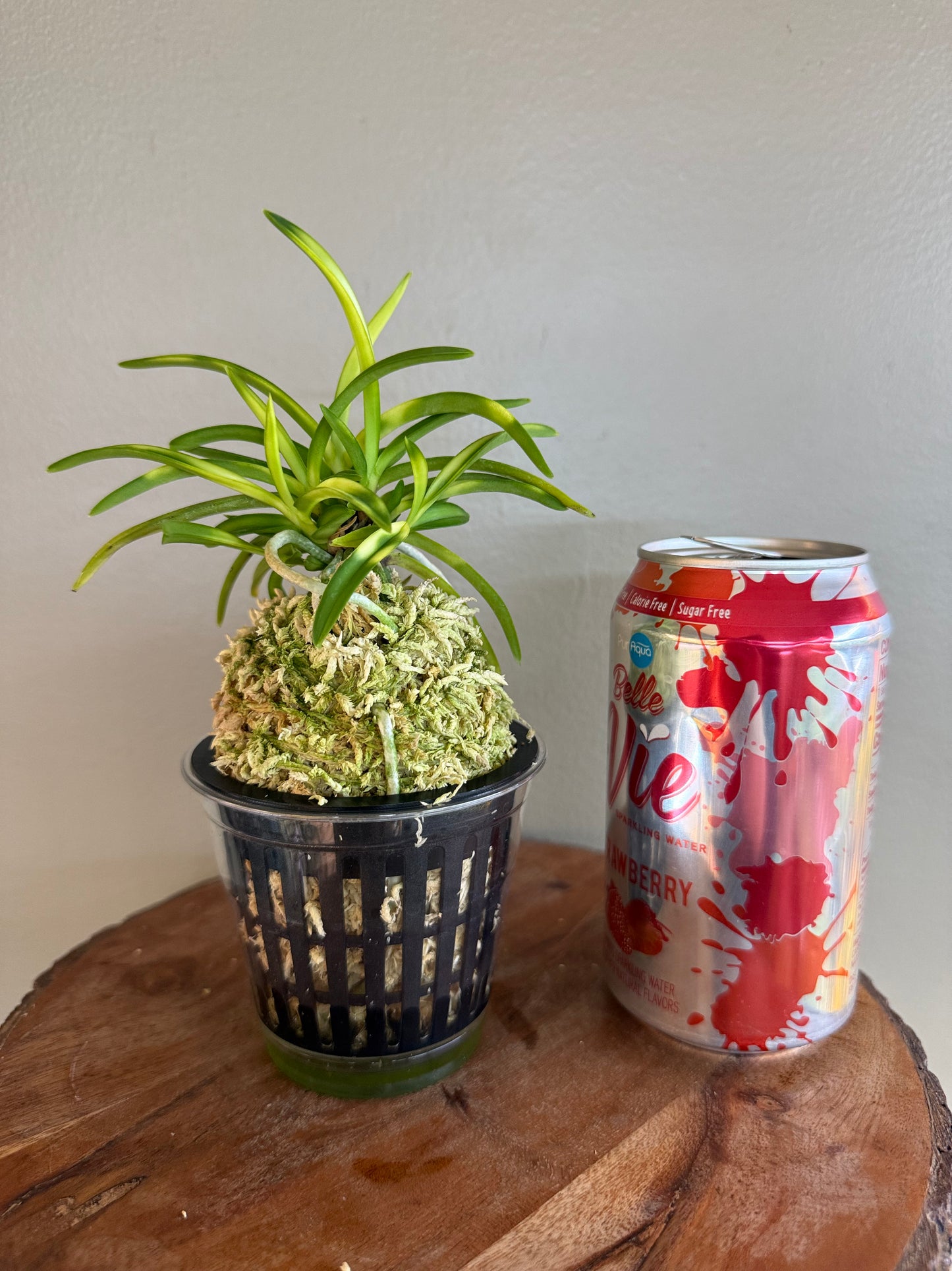 Neofinetia falcata Setsuza 雪山