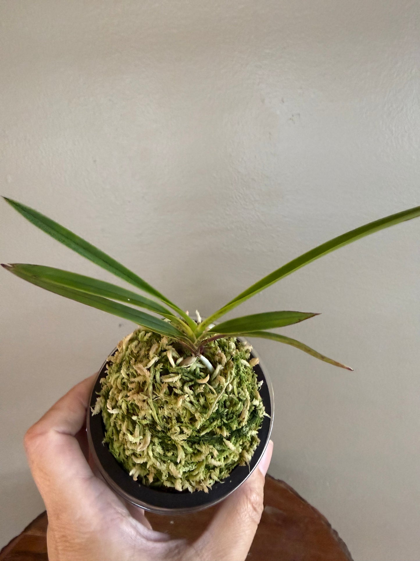 Neofinetia falcata Hanamatoi 花纏