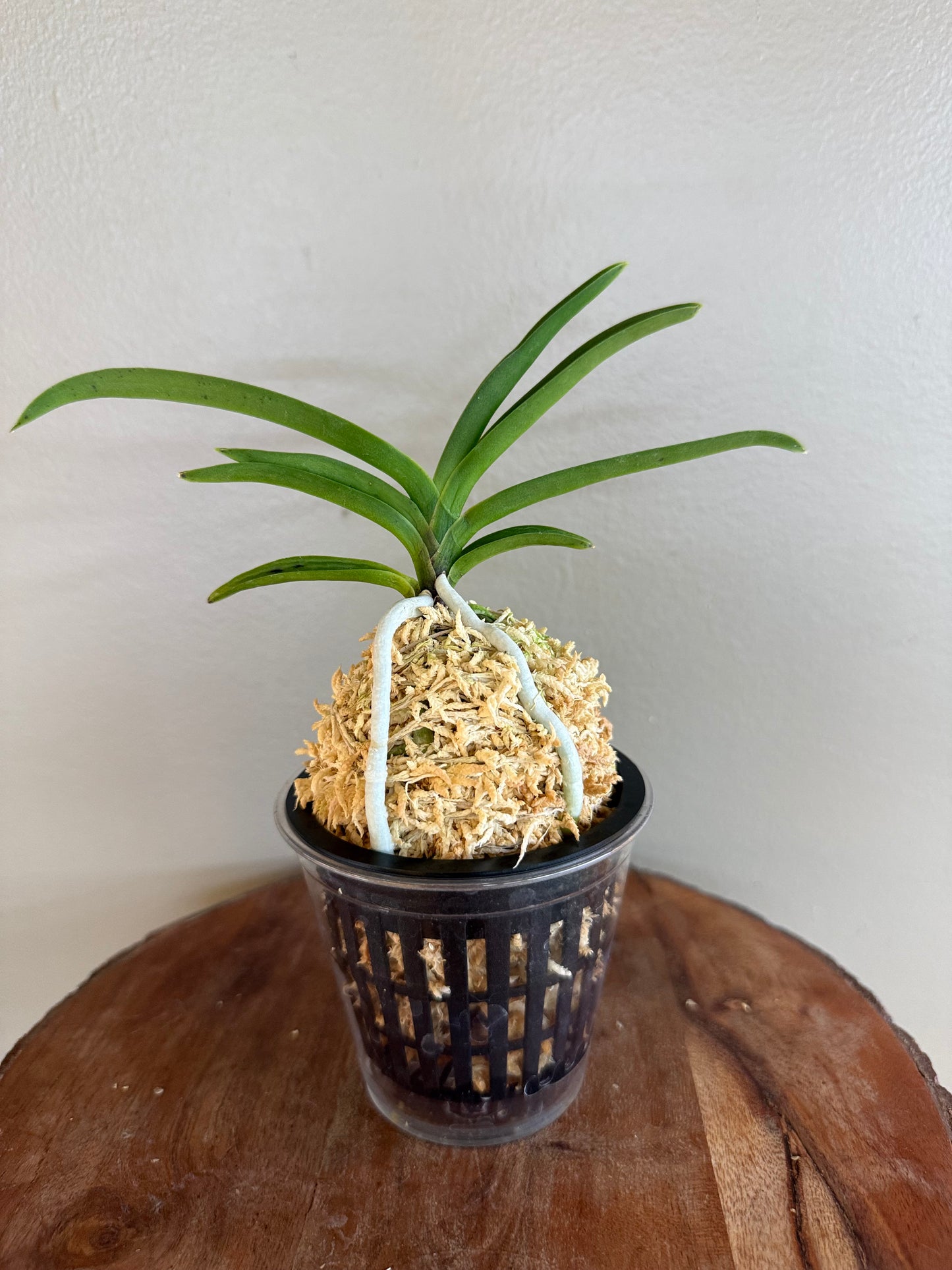 Neofinetia falcata Jahongseon (3spur)紫紅仙