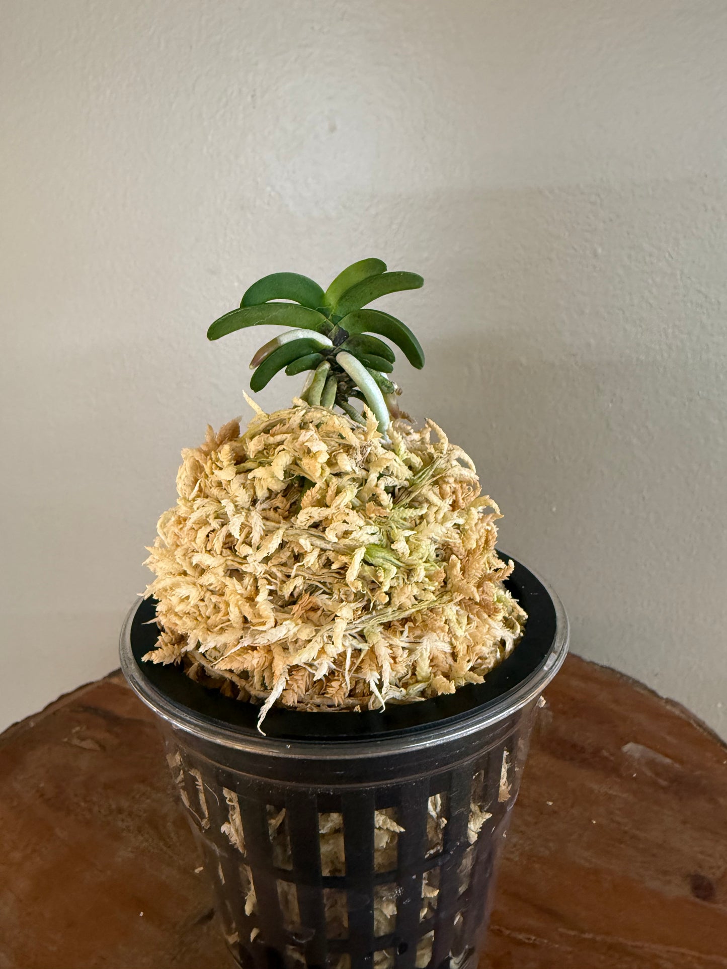 Neofinetia falcata Seikai 青海