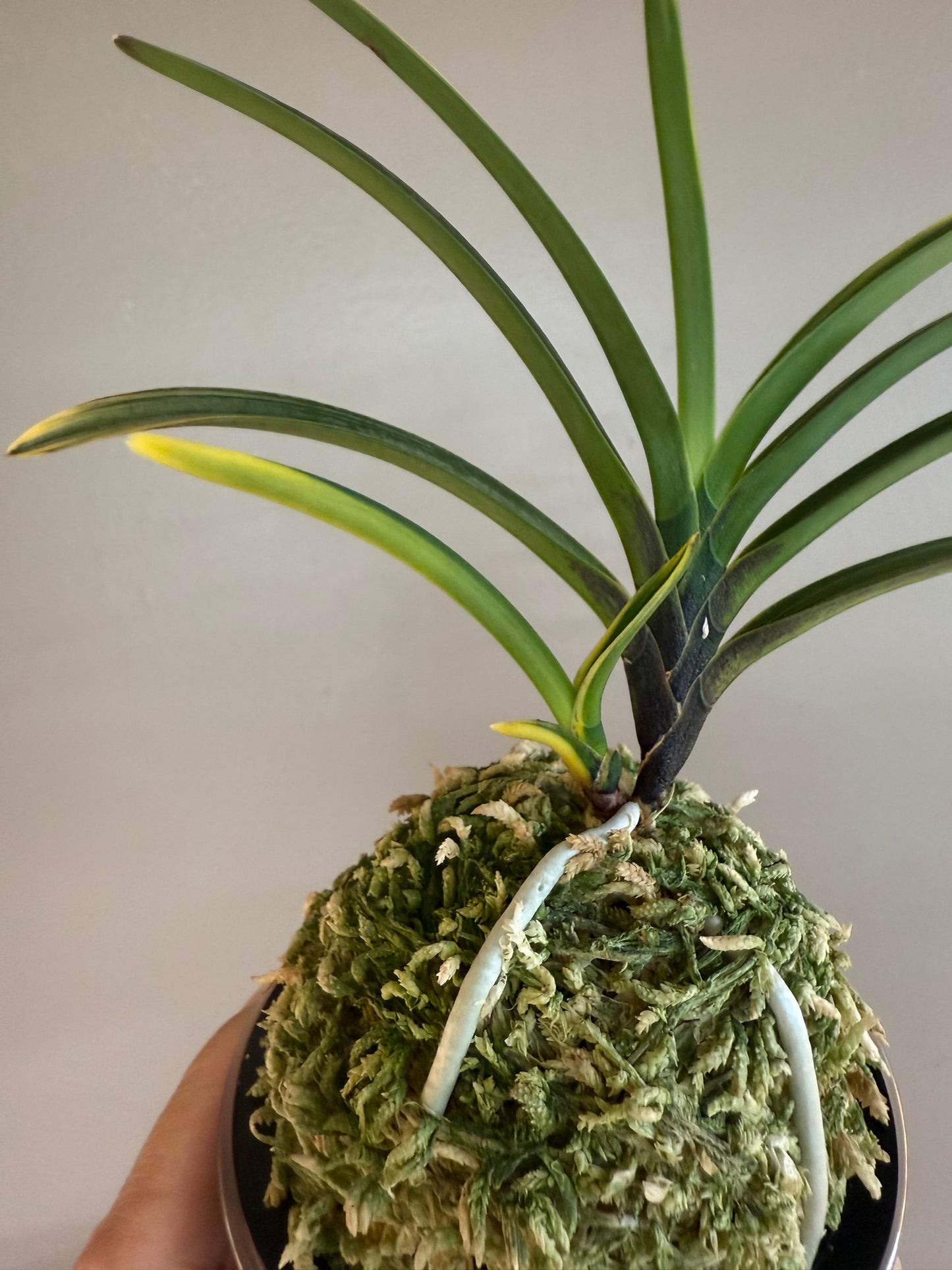 Neofinetia falcata Ouyashima 大八州