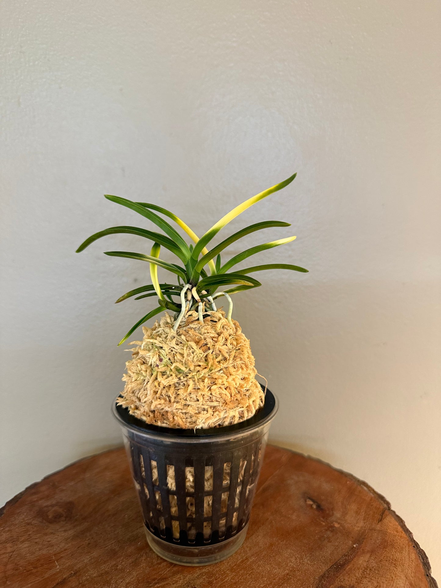 Neofinetia falcata Hokage 火影